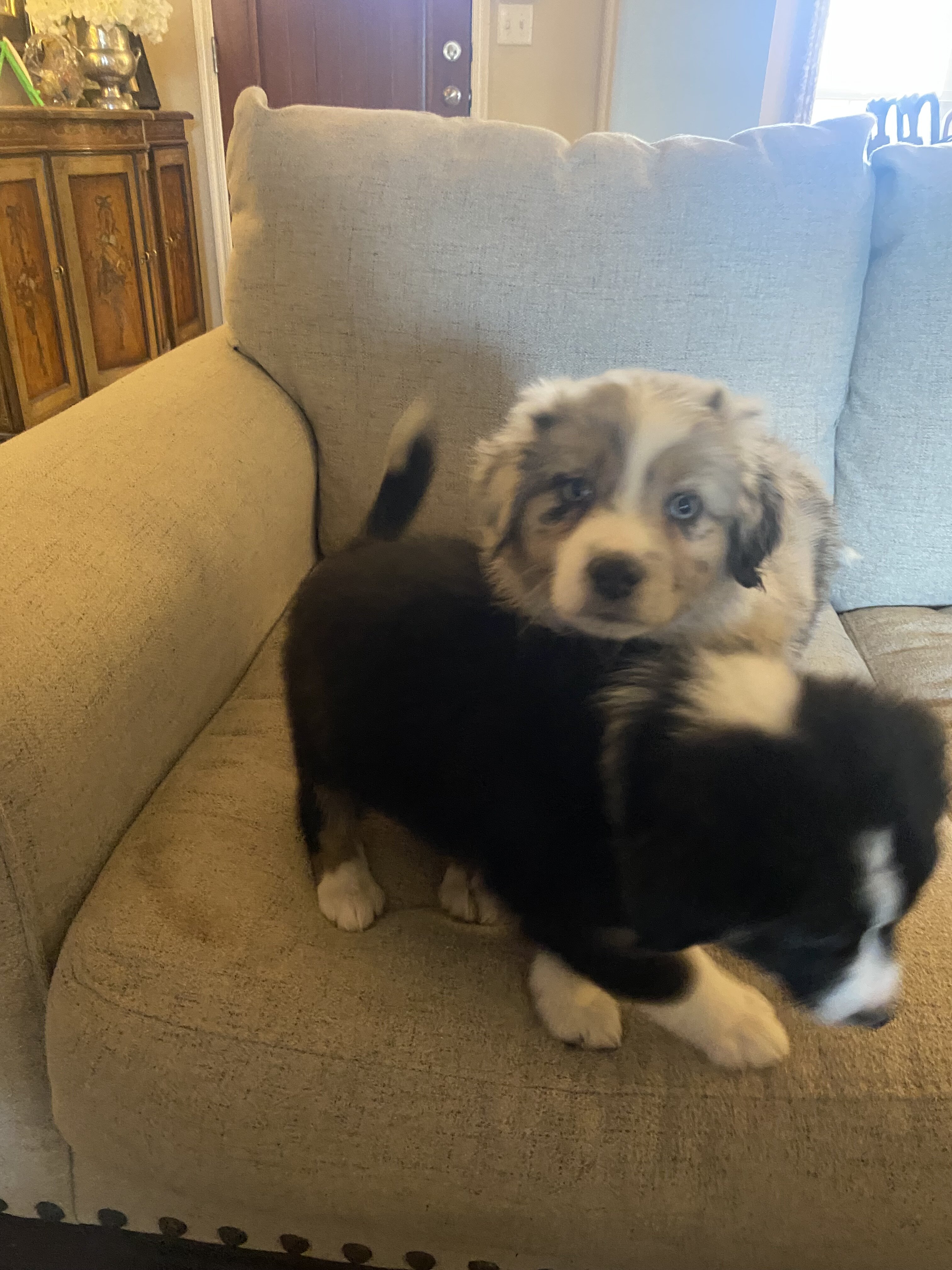 Australian Shepherd image 4