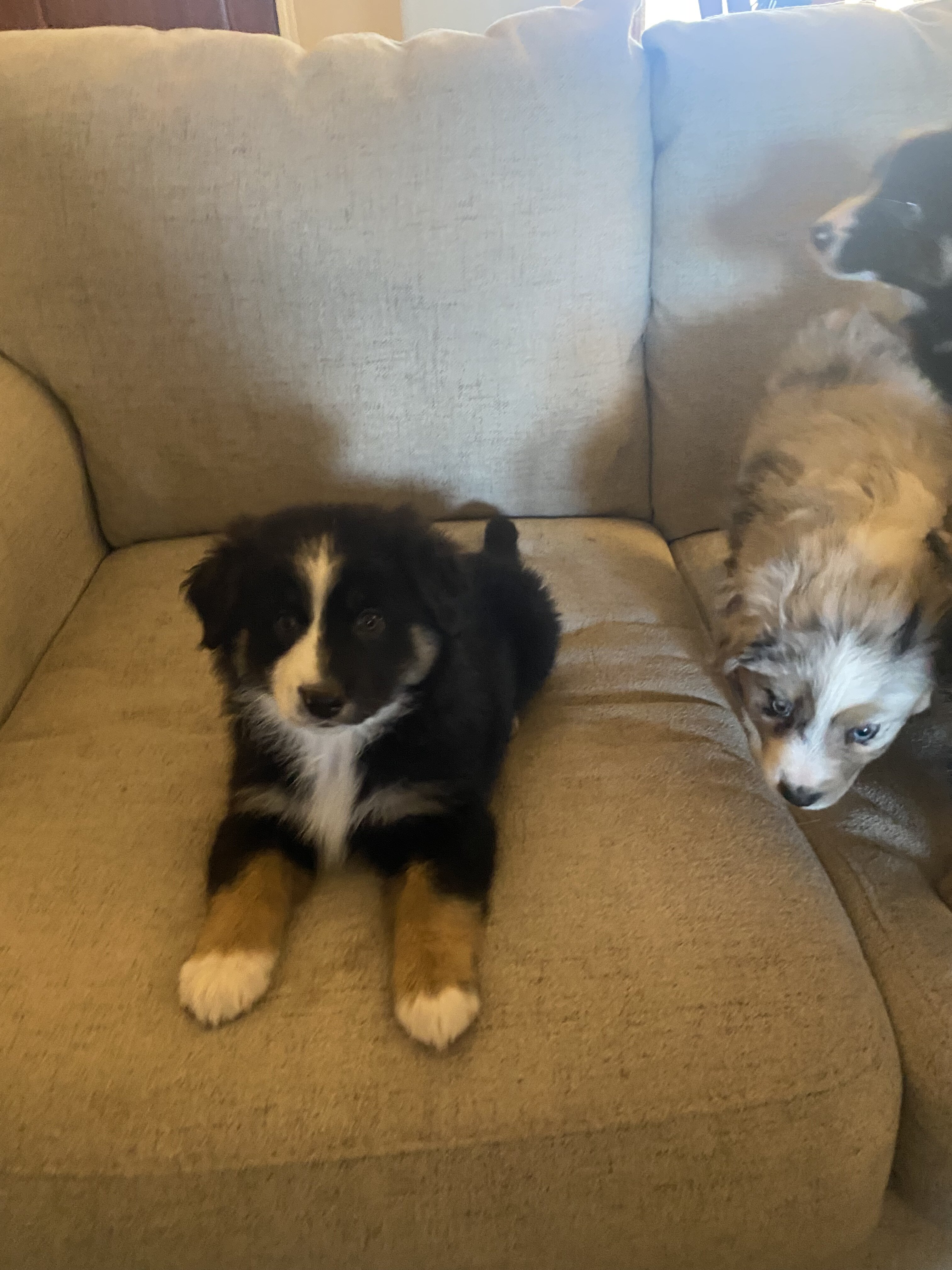 Australian Shepherd image 3