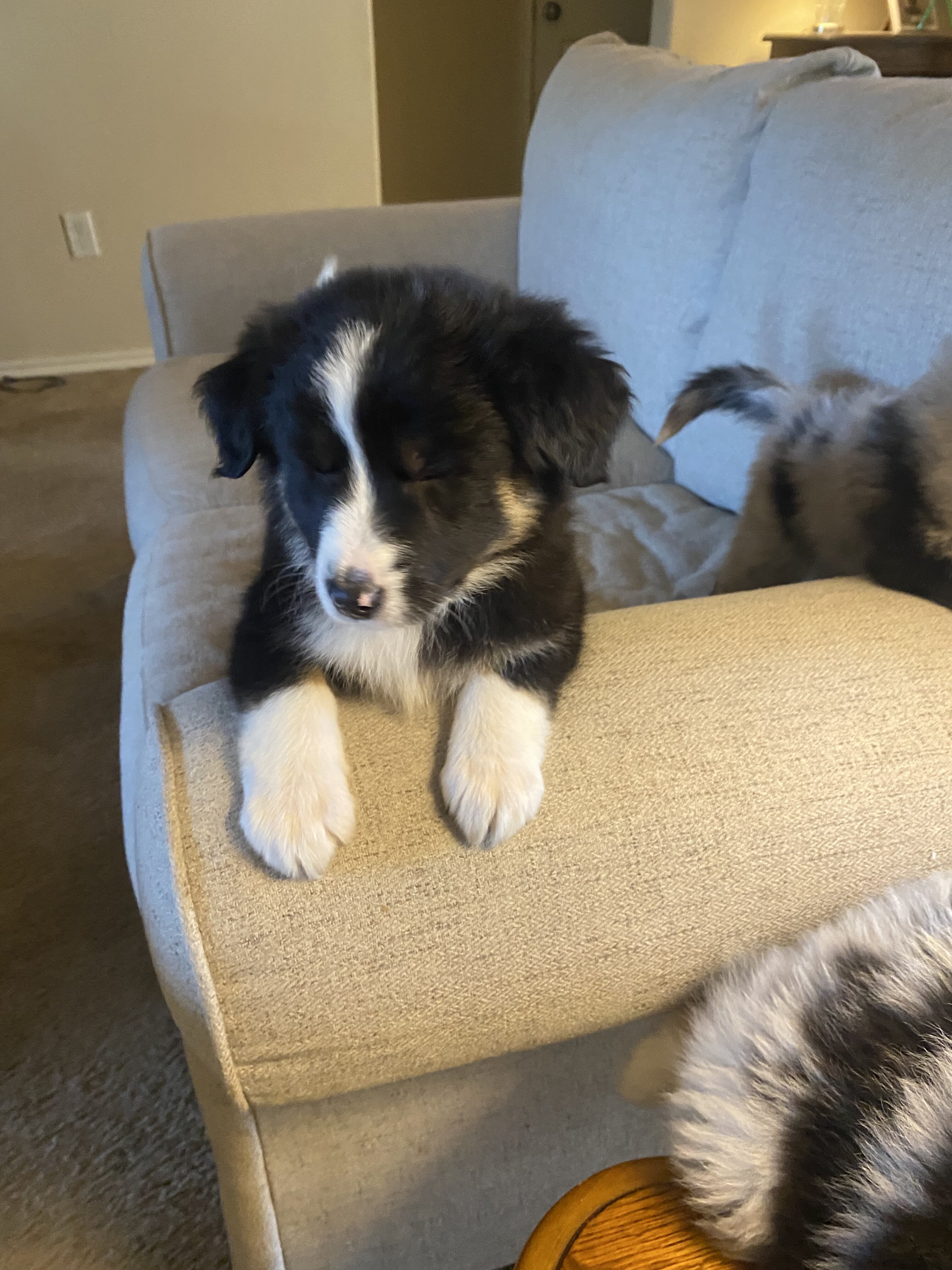 Australian Shepherd image 2
