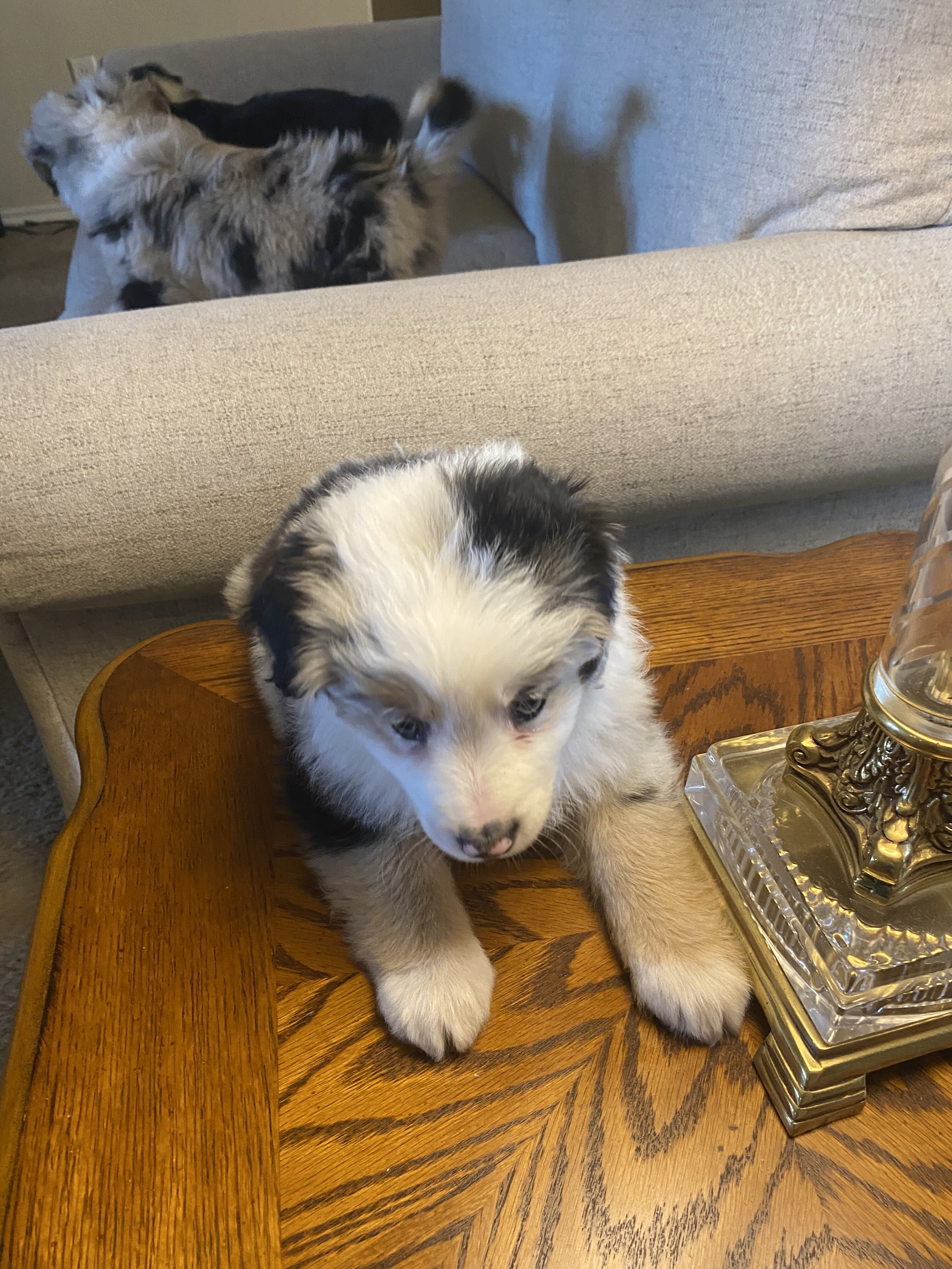 Australian Shepherd image 1