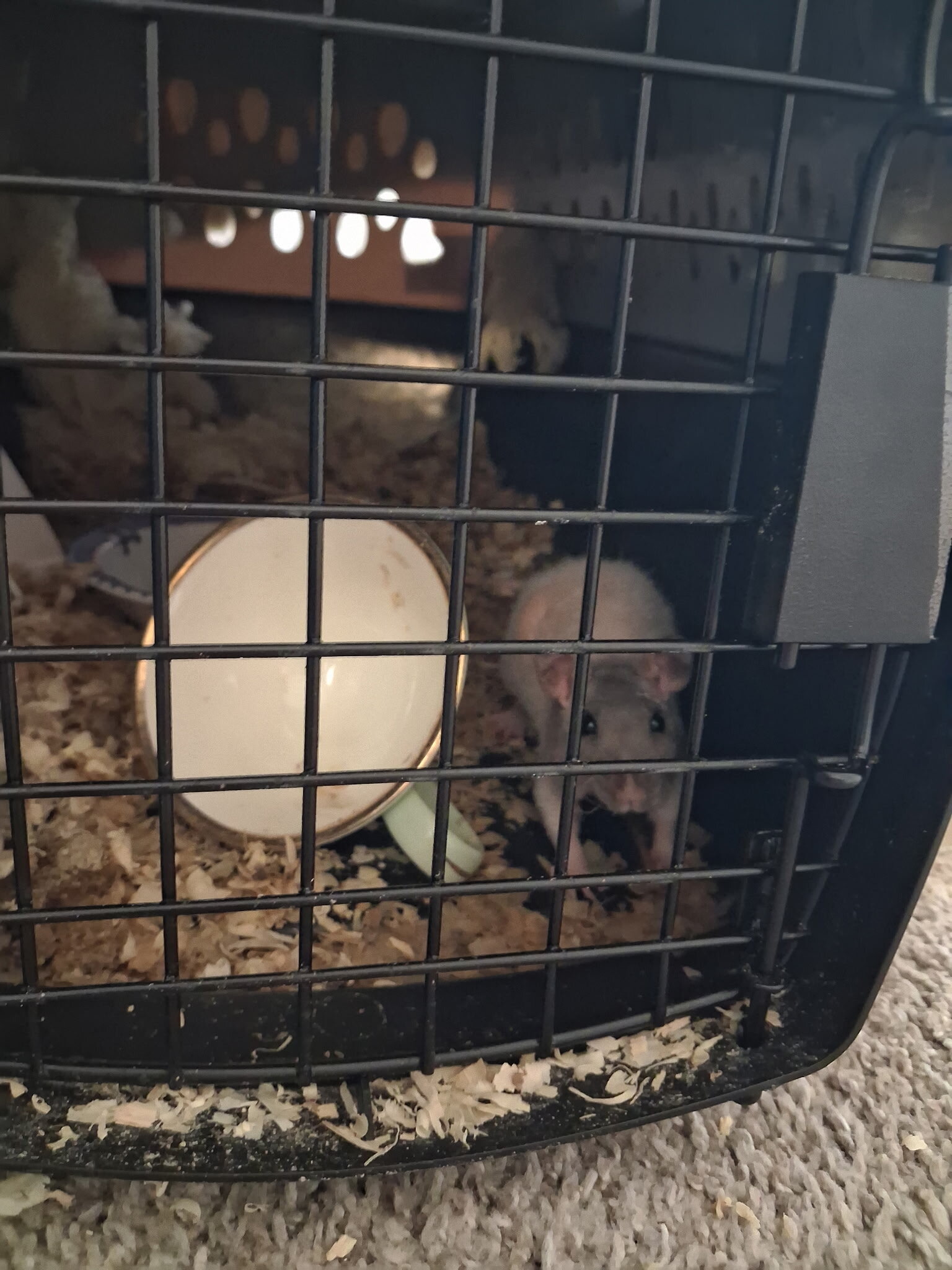 Hairless rat needing a home (Sold) image 1