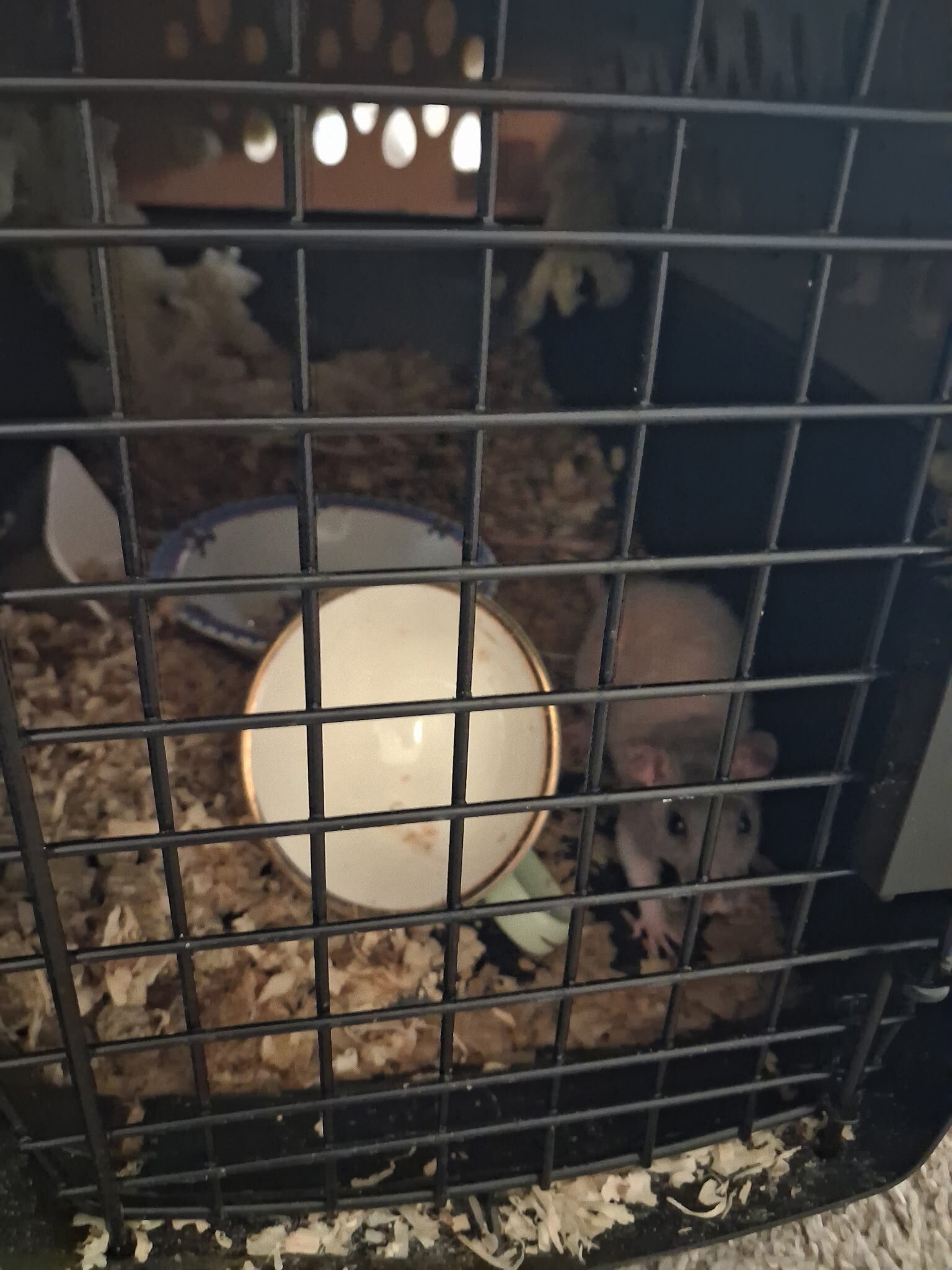 Hairless rat needing a home (Sold) image 2