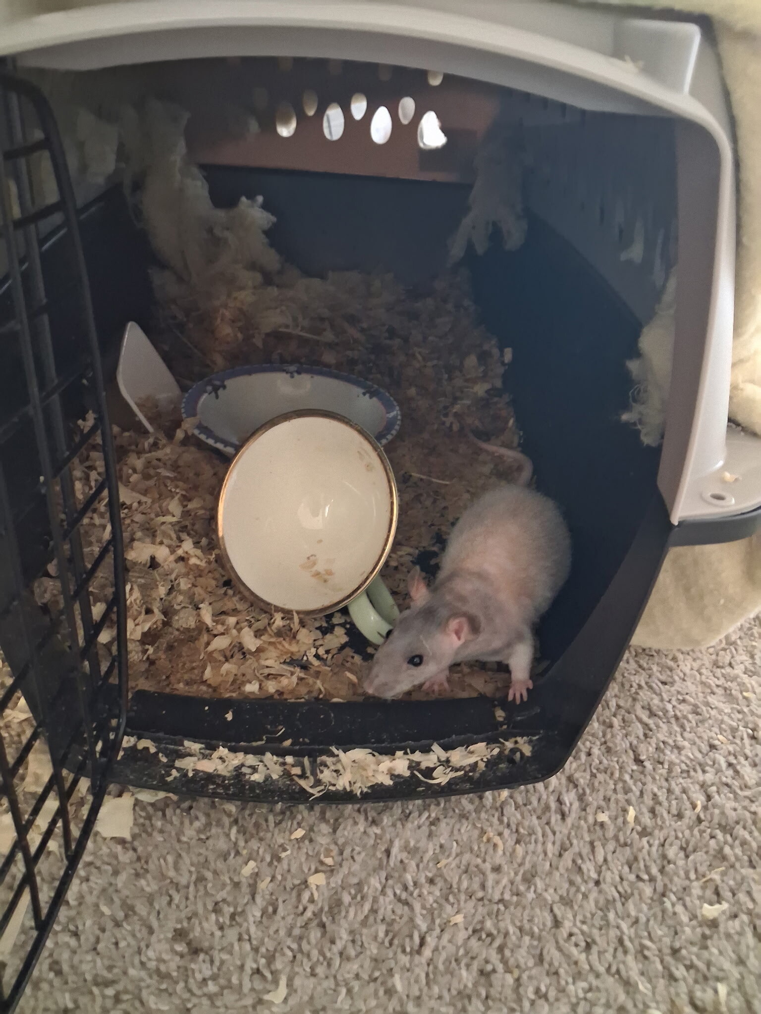 Hairless rat needing a home (Sold) image 3