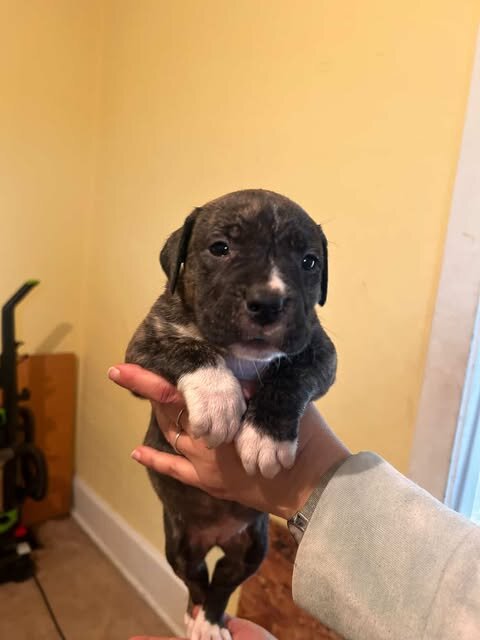 PIT MIX PUPPIES image 4