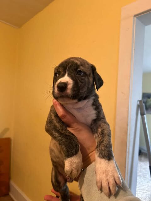 PIT MIX PUPPIES image 5