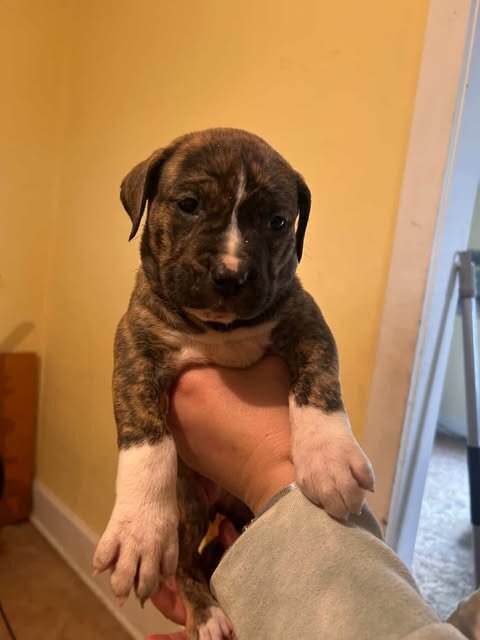 PIT MIX PUPPIES image 6