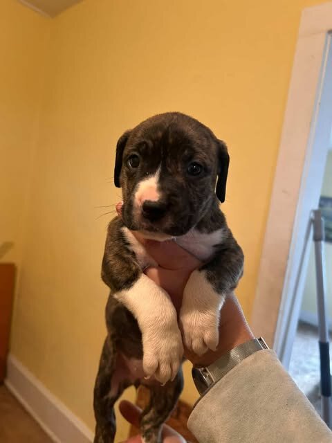 PIT MIX PUPPIES image 7