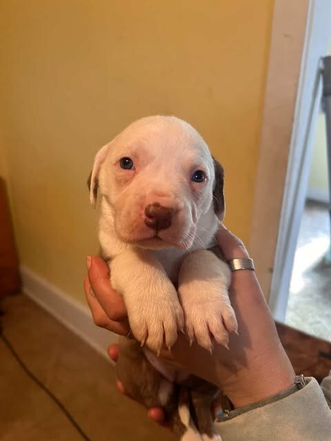PIT MIX PUPPIES image 1