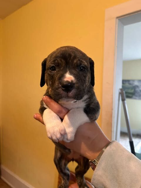 PIT MIX PUPPIES image 2