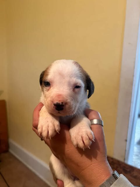 PIT MIX PUPPIES image 3