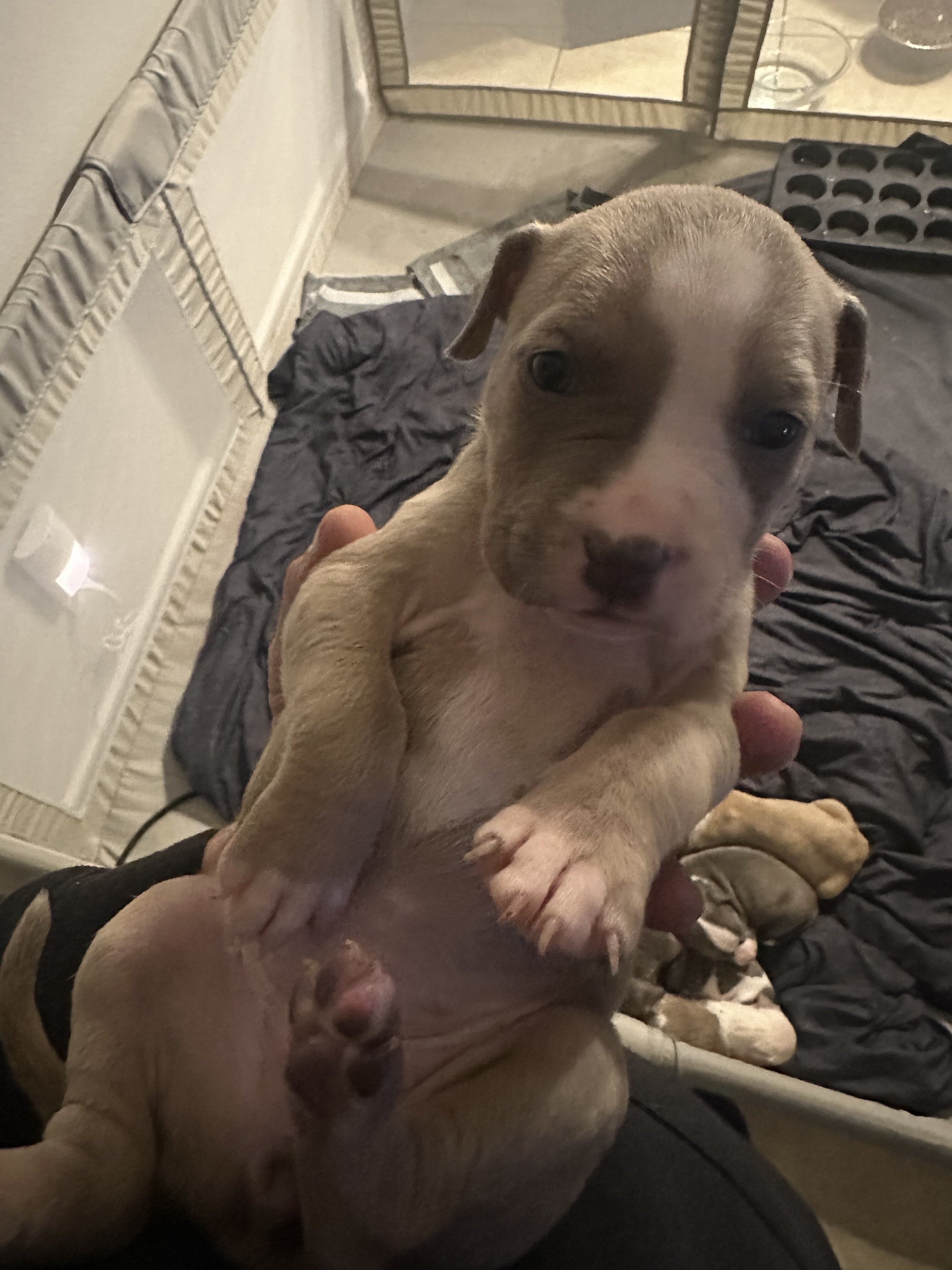Pitbull pups image 3