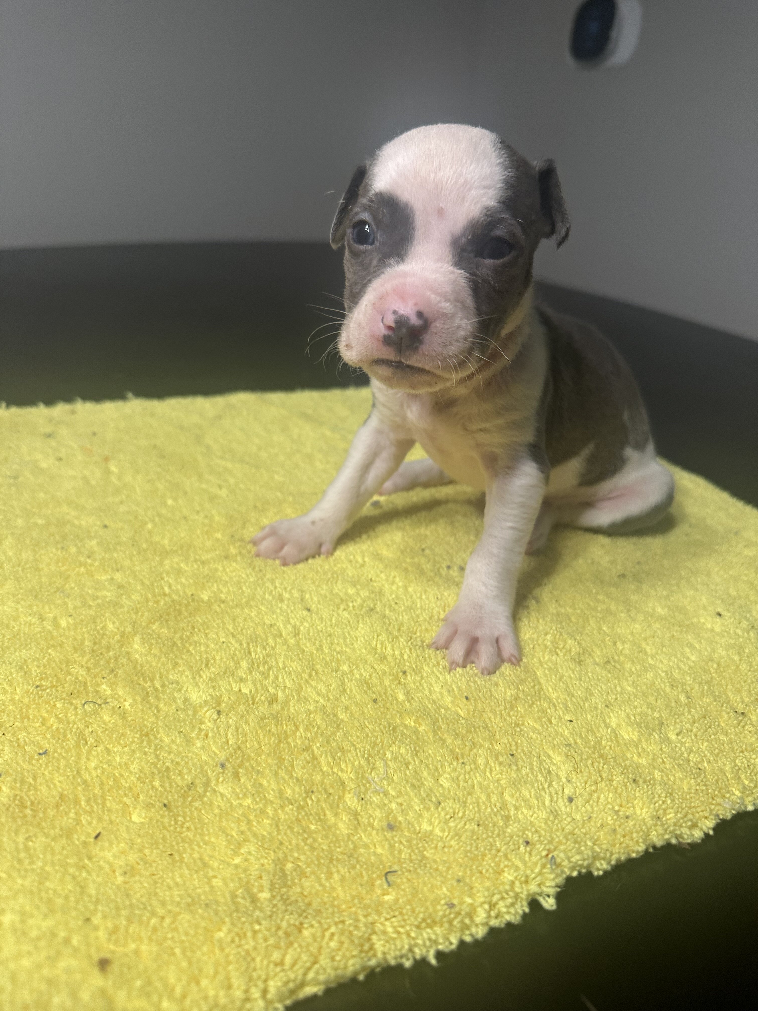 Pitbull pups image 2