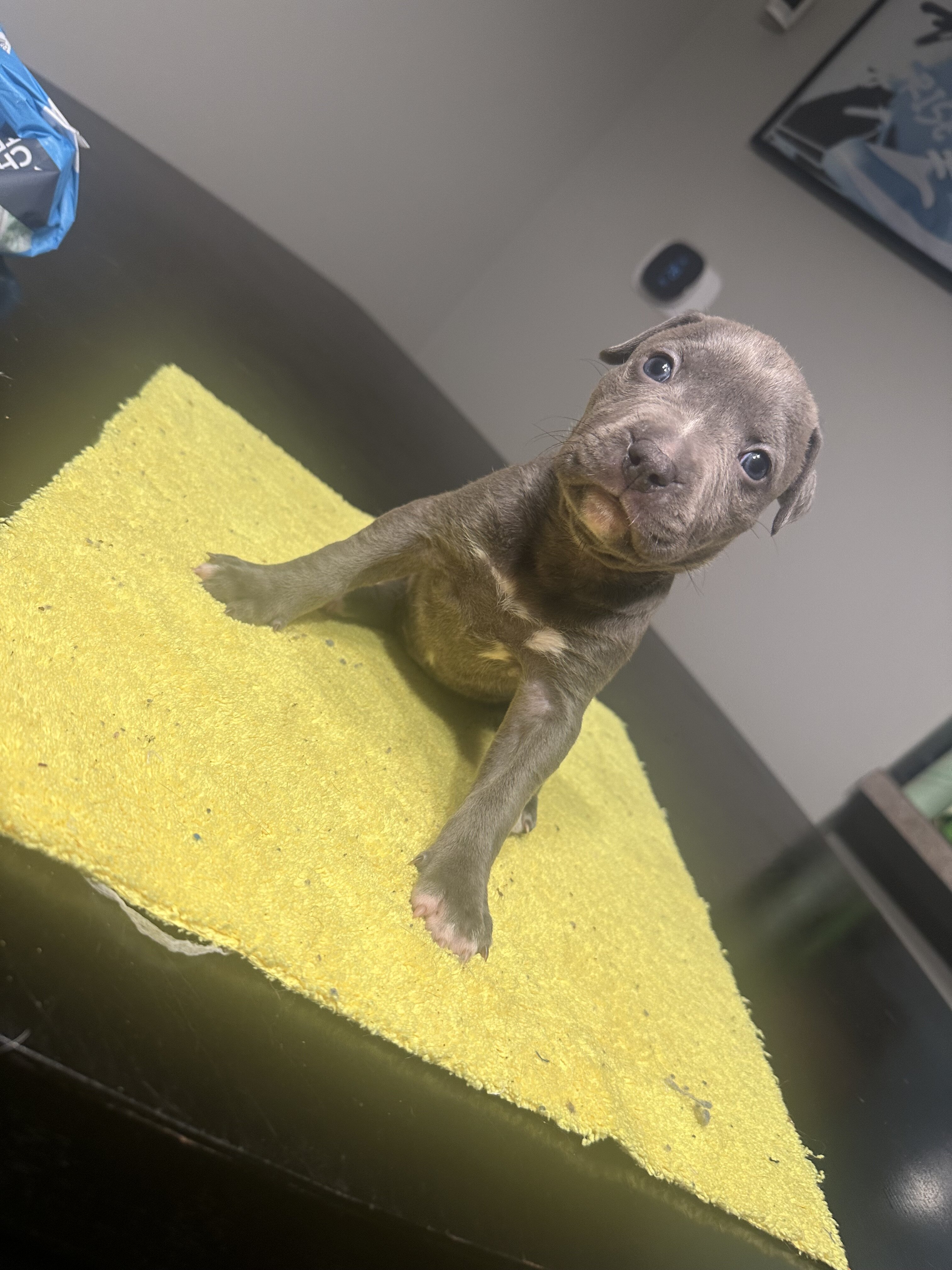 Pitbull pups image 1