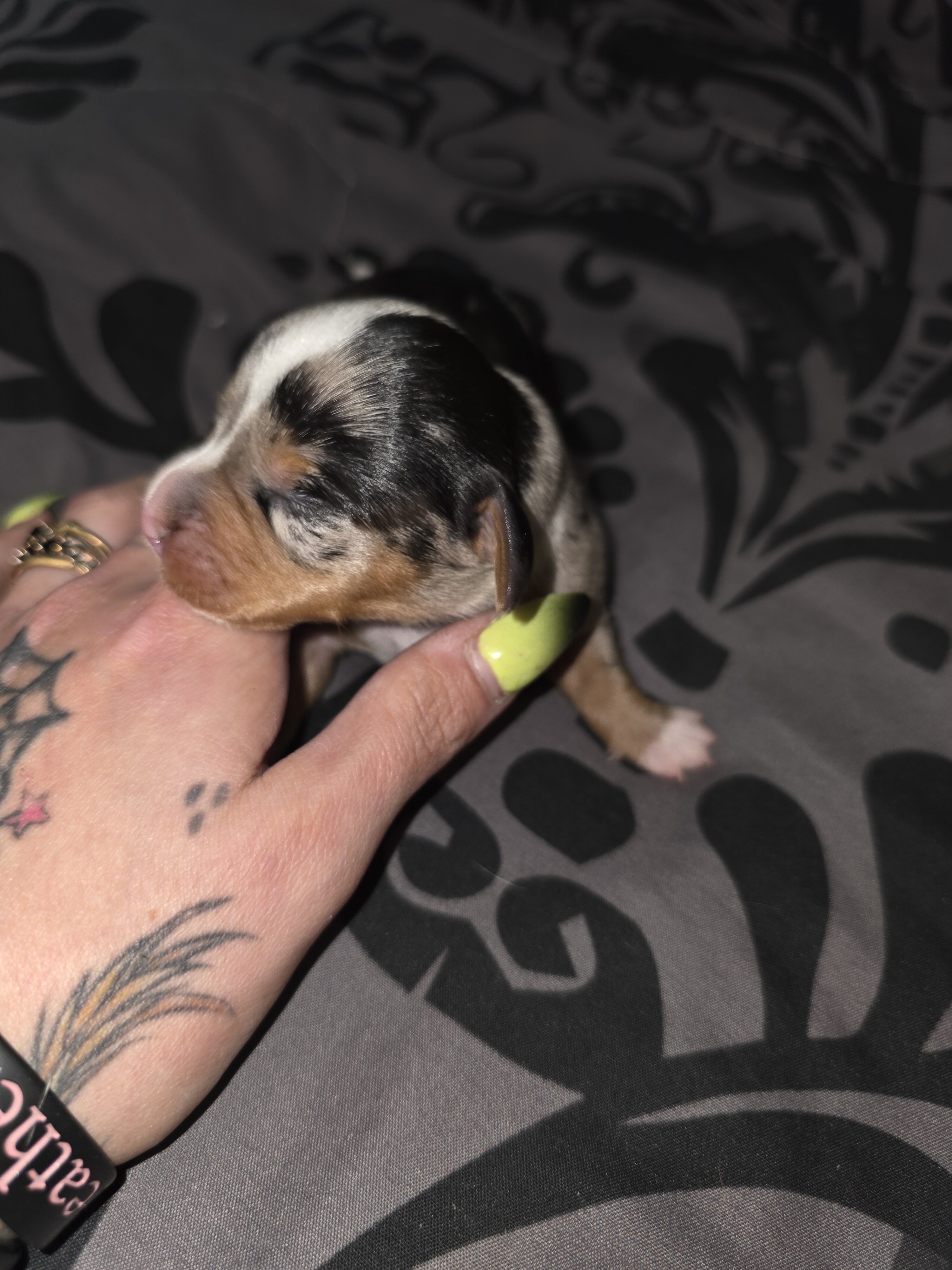 Puppies image 9