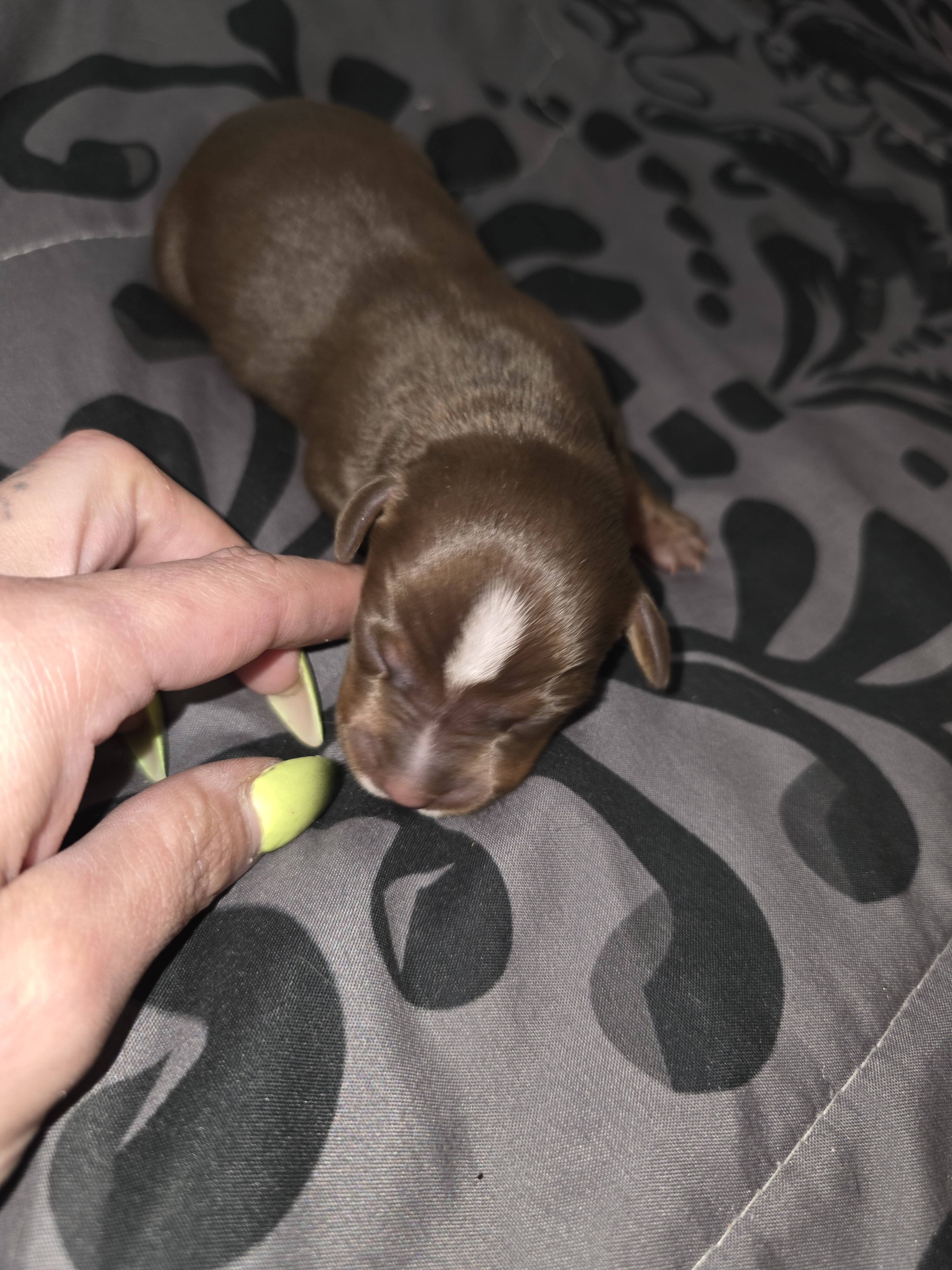 Puppies image 8