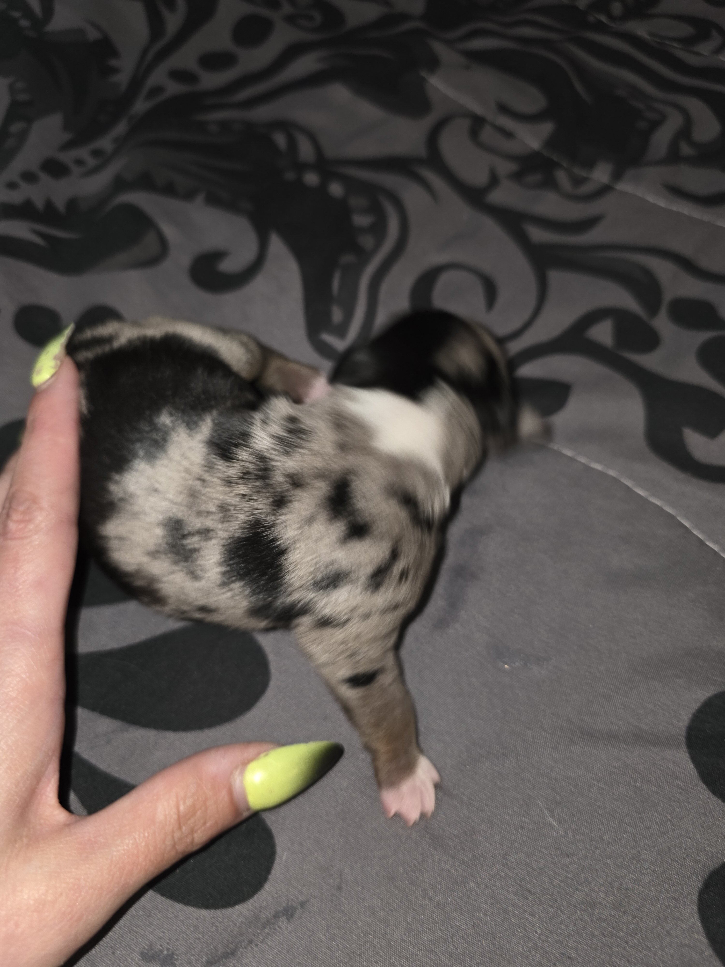 Puppies image 7