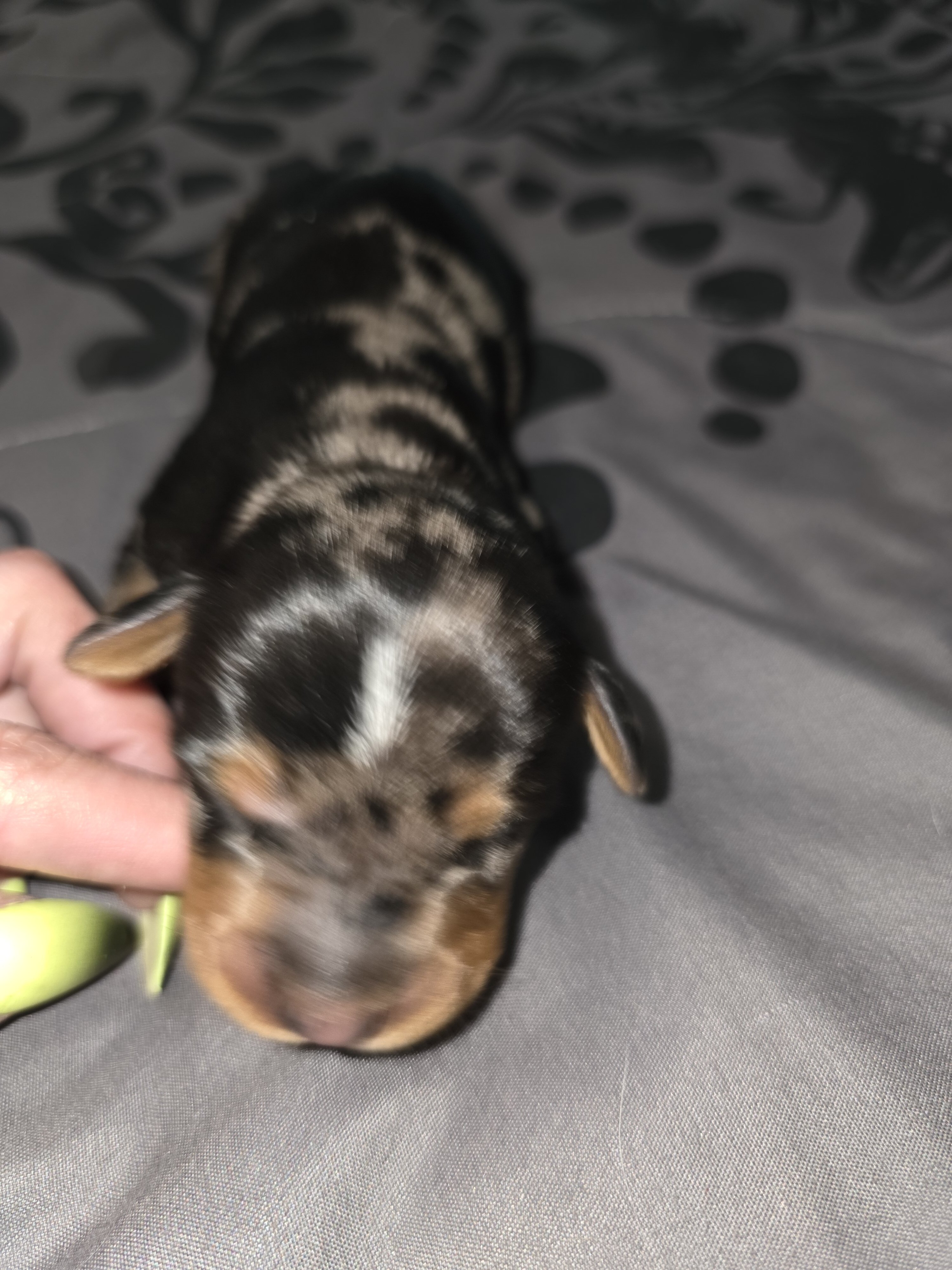 Puppies image 6