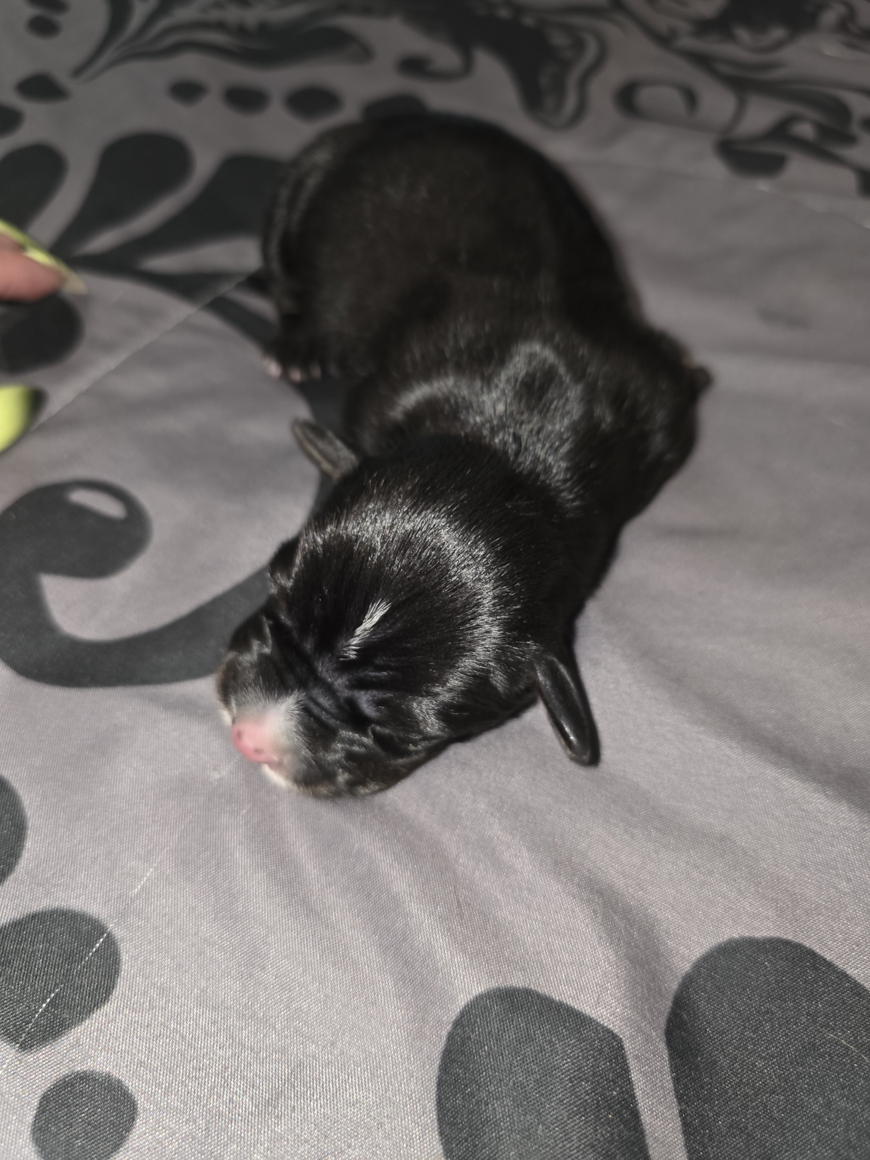 Puppies image 5