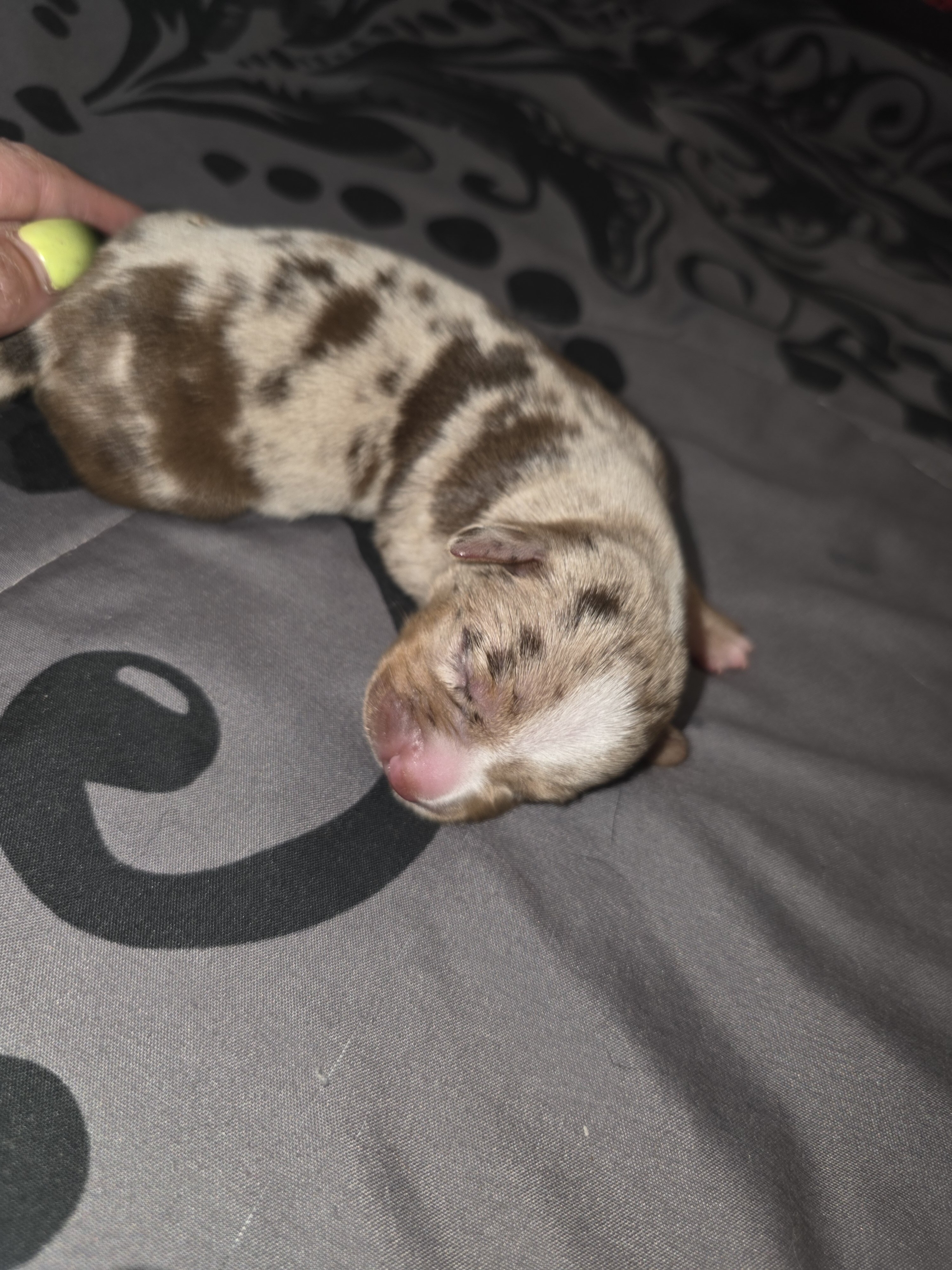 Puppies image 4