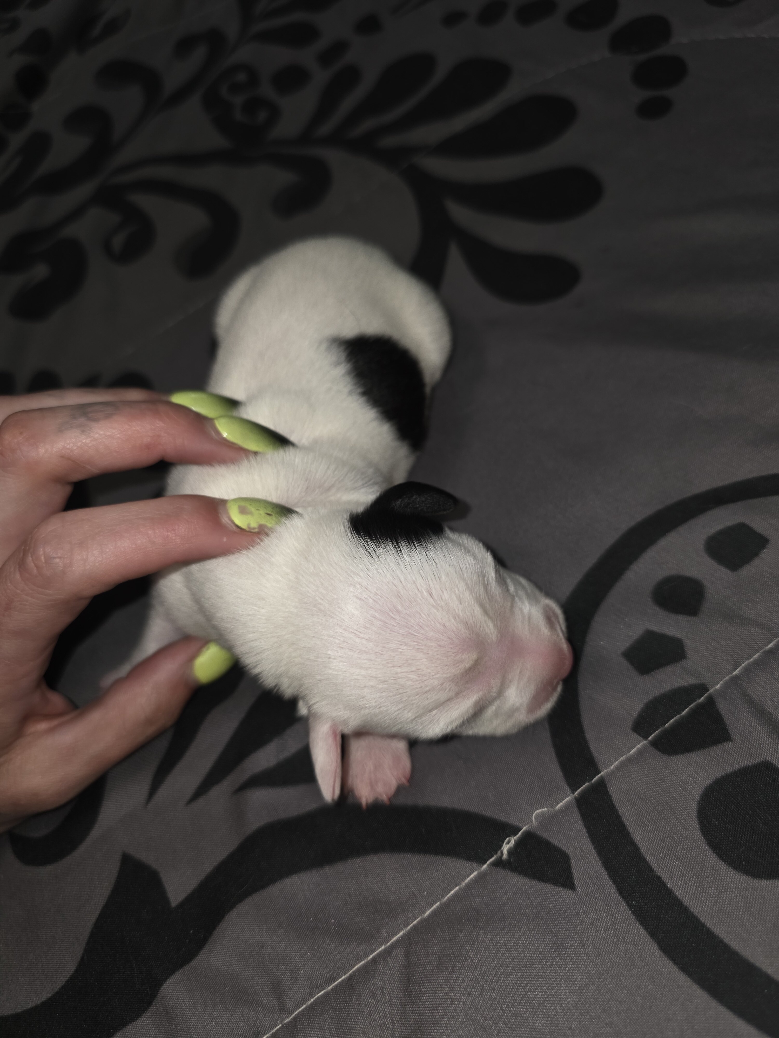 Puppies image 1