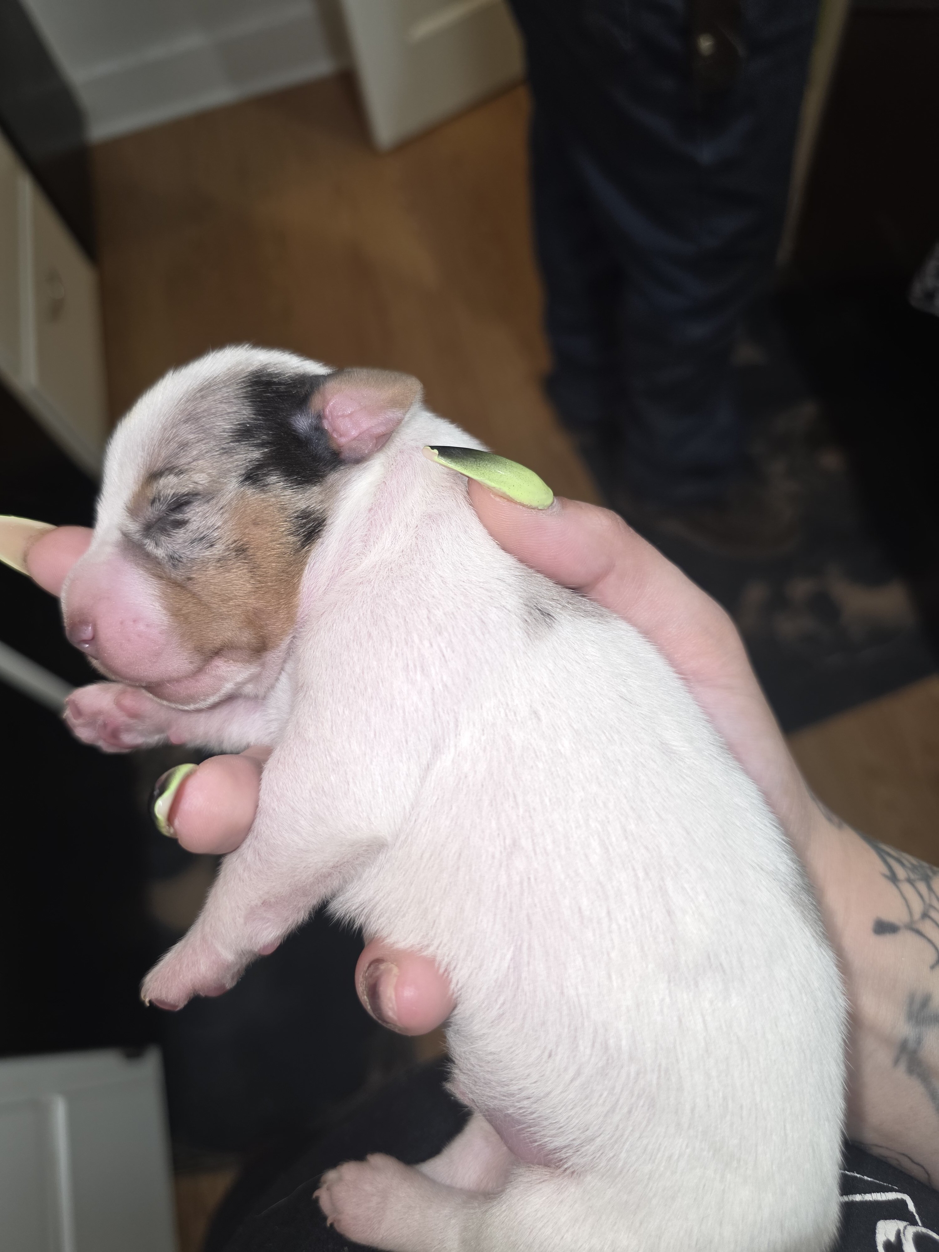Puppies image 3