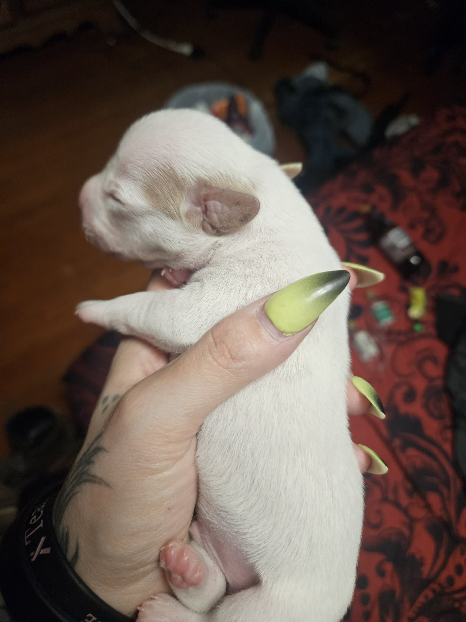 Puppies image 2