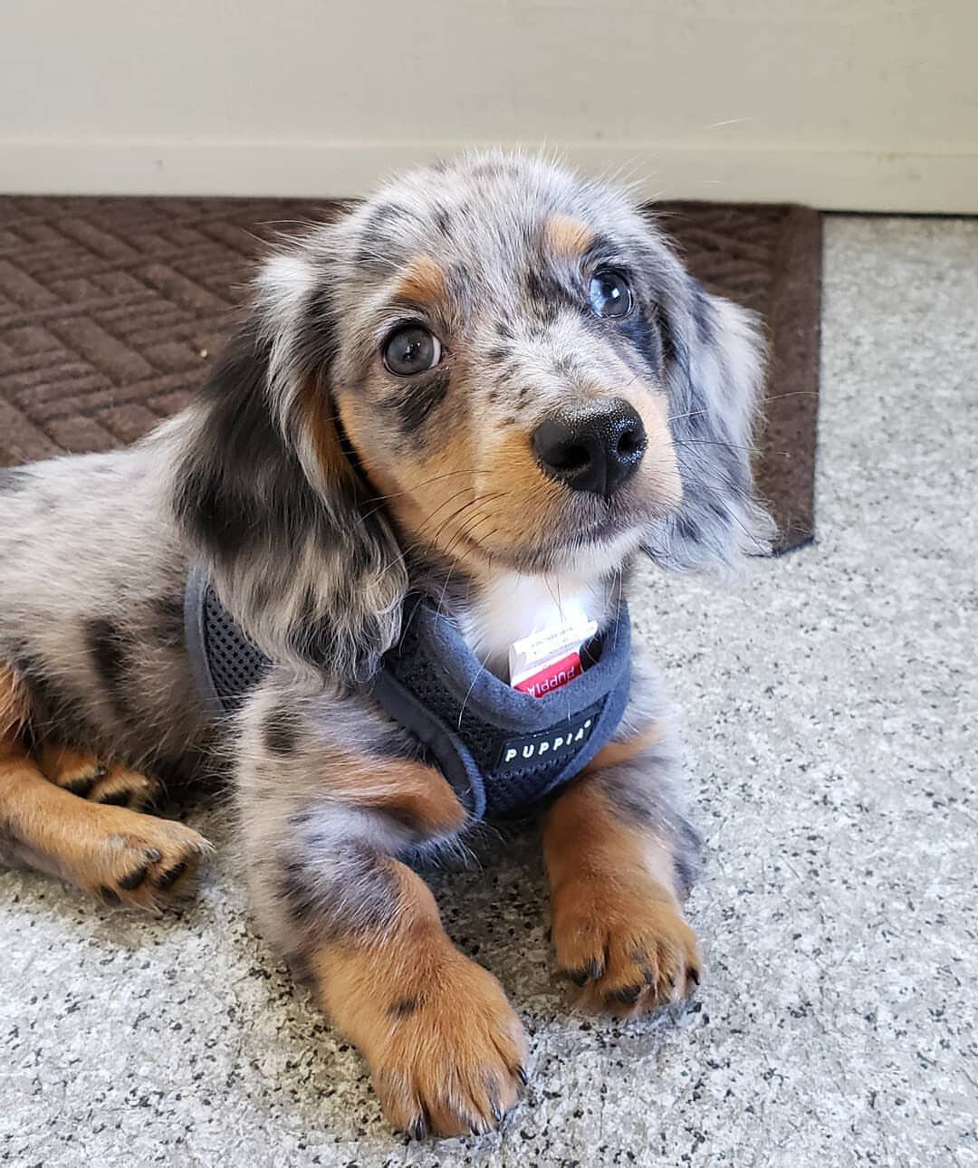Mini Dachshund image 2