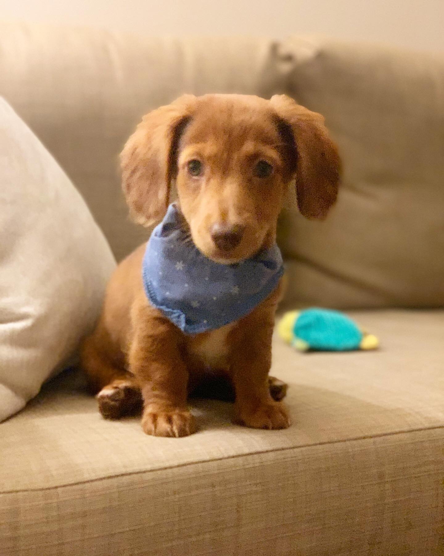 Mini Dachshund image 1