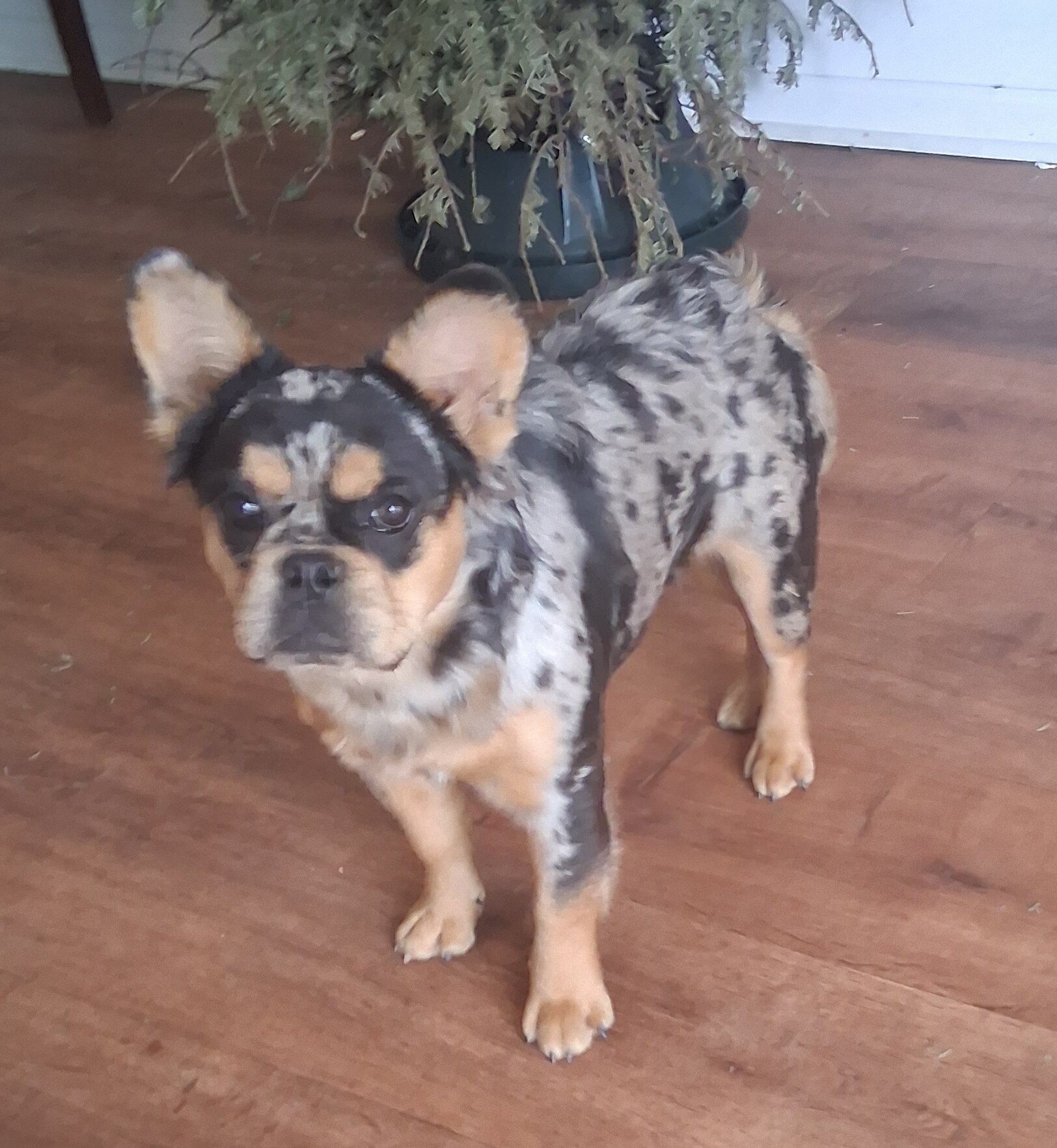 2 female french bulldog pups image 1