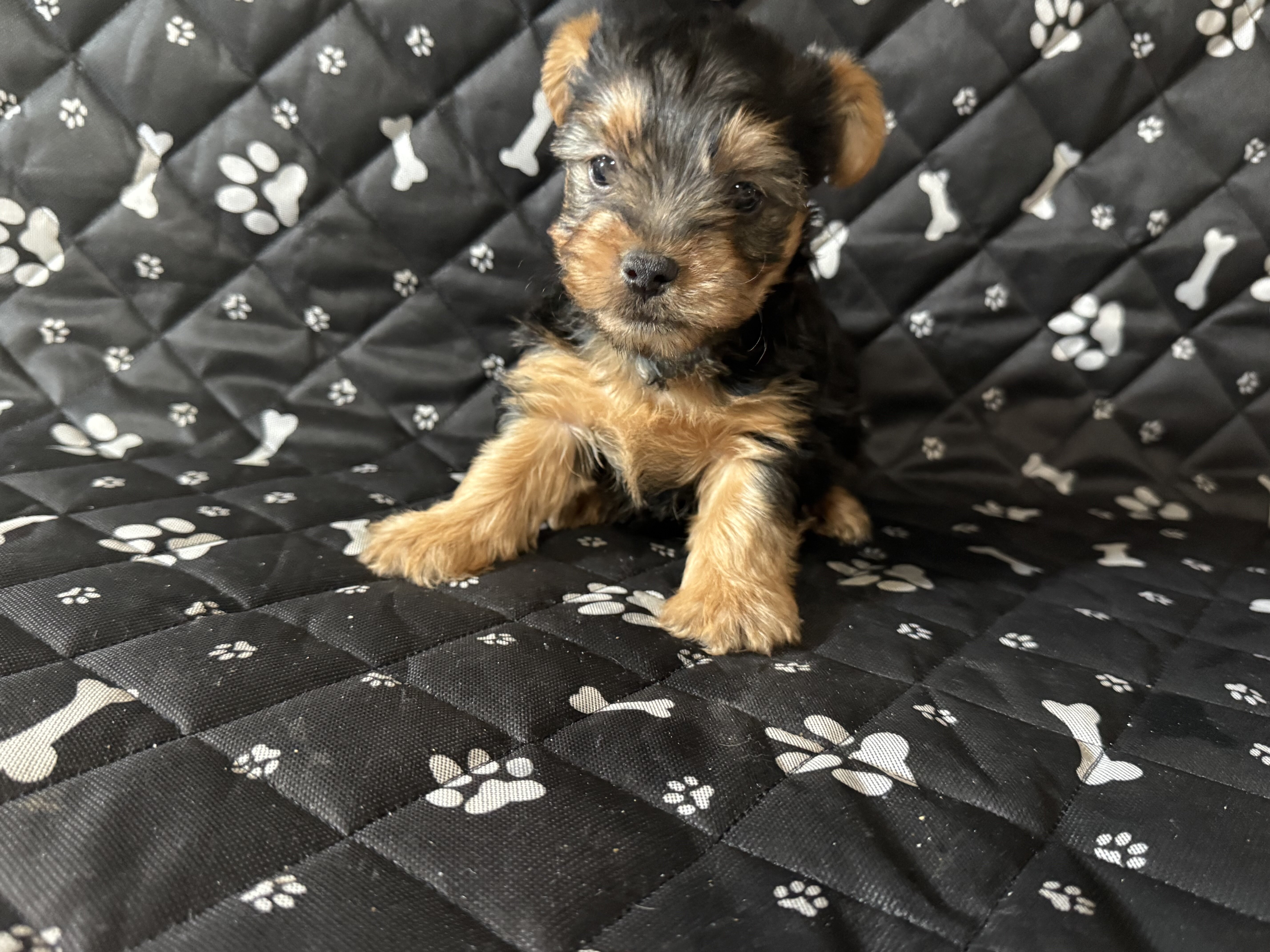 Teacup Yorkie image 1