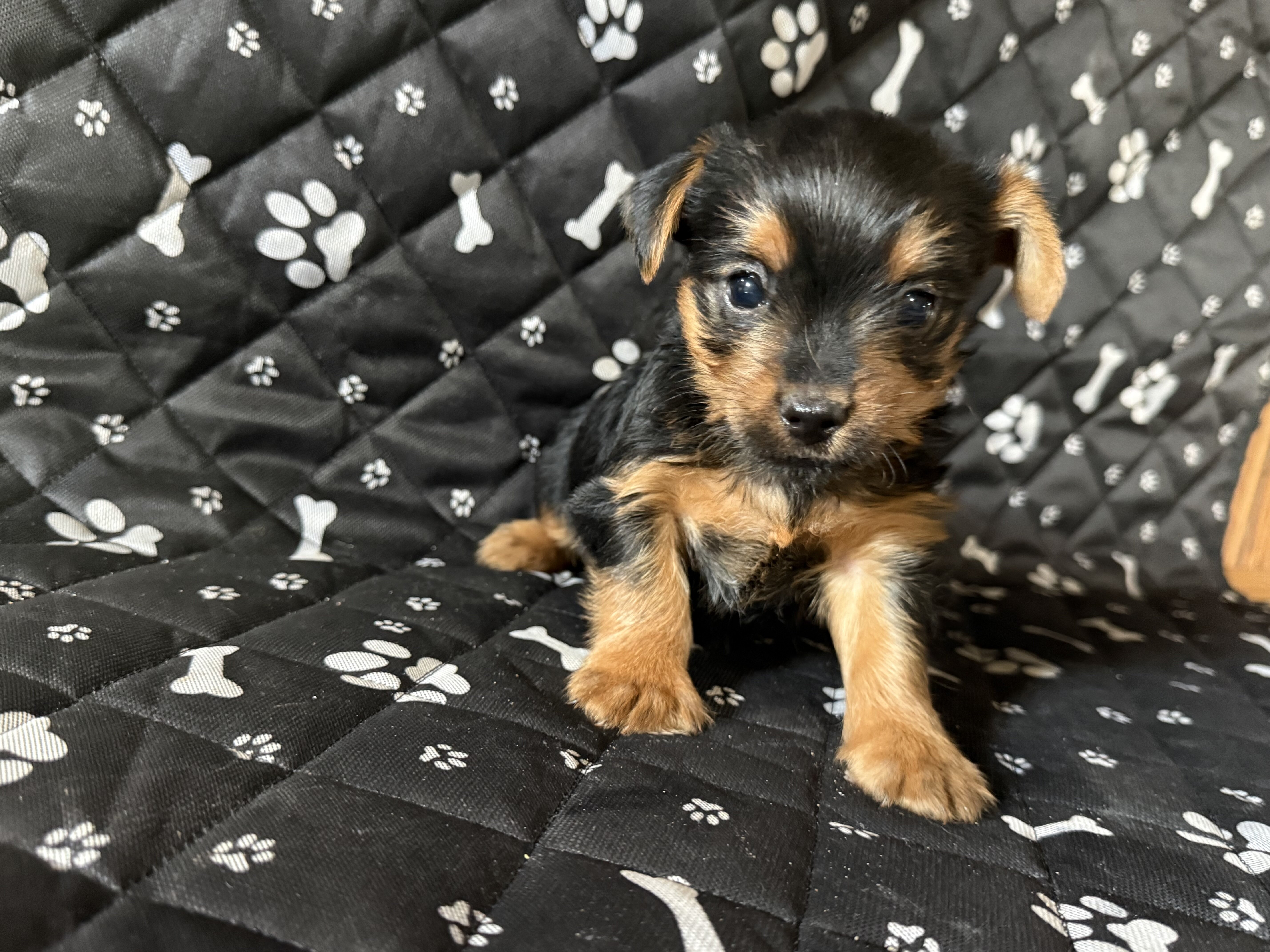 Teacup Yorkie image 2