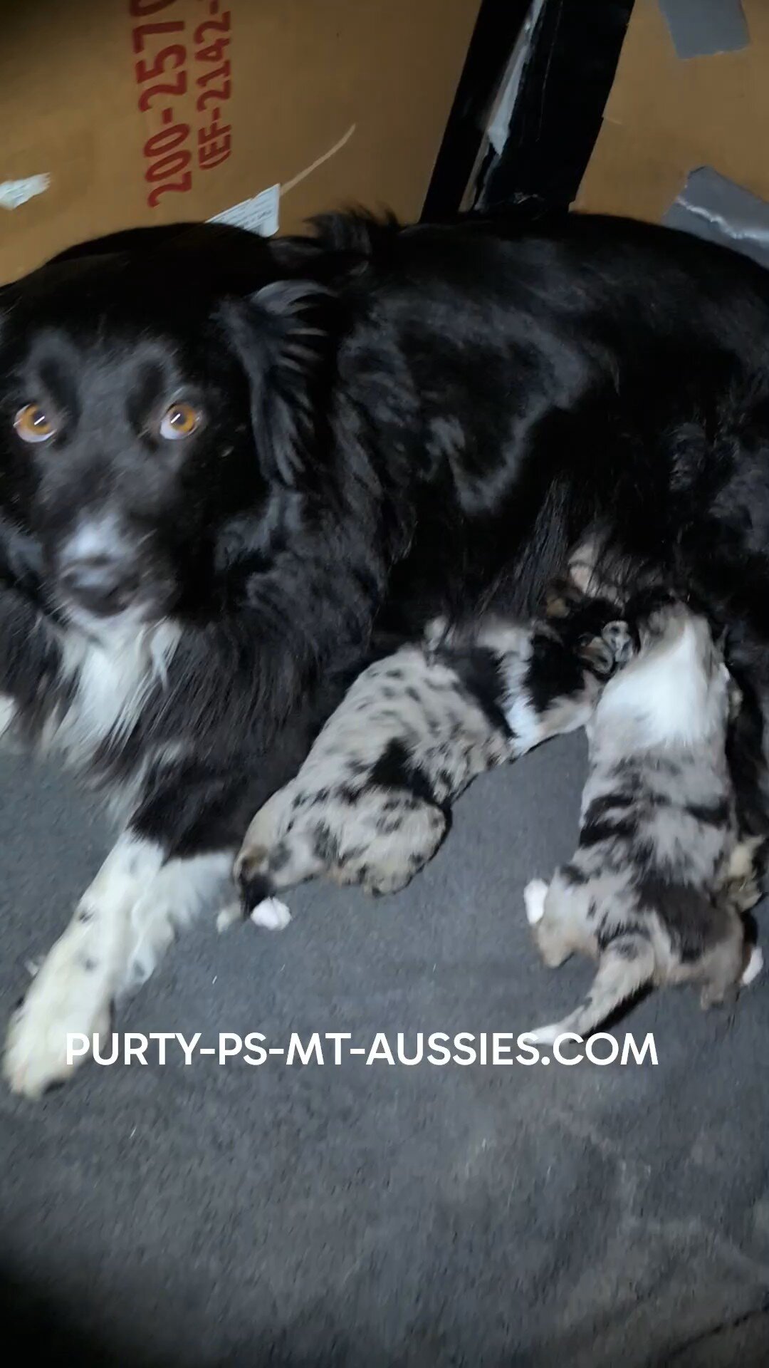 Australian Shepherd Puppies image 4