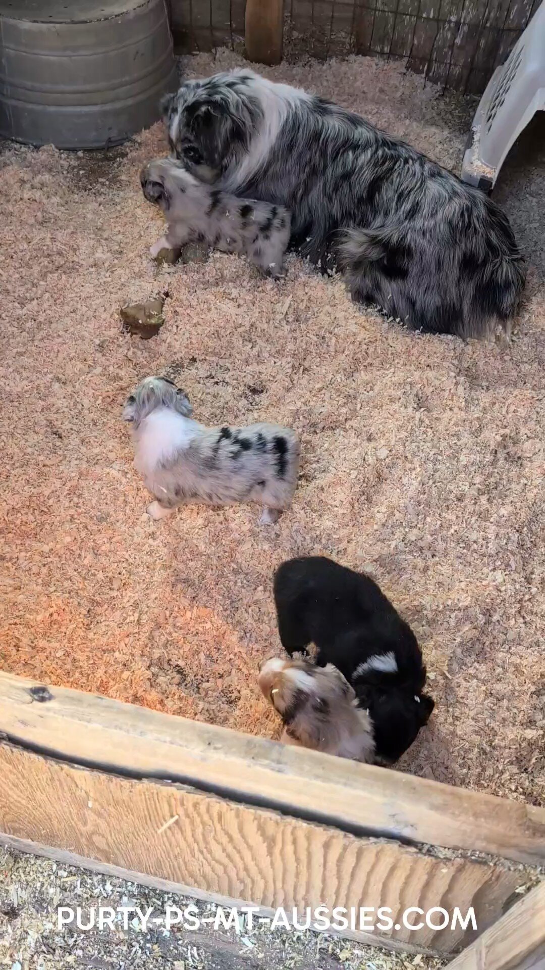 Australian Shepherd Puppies image 3