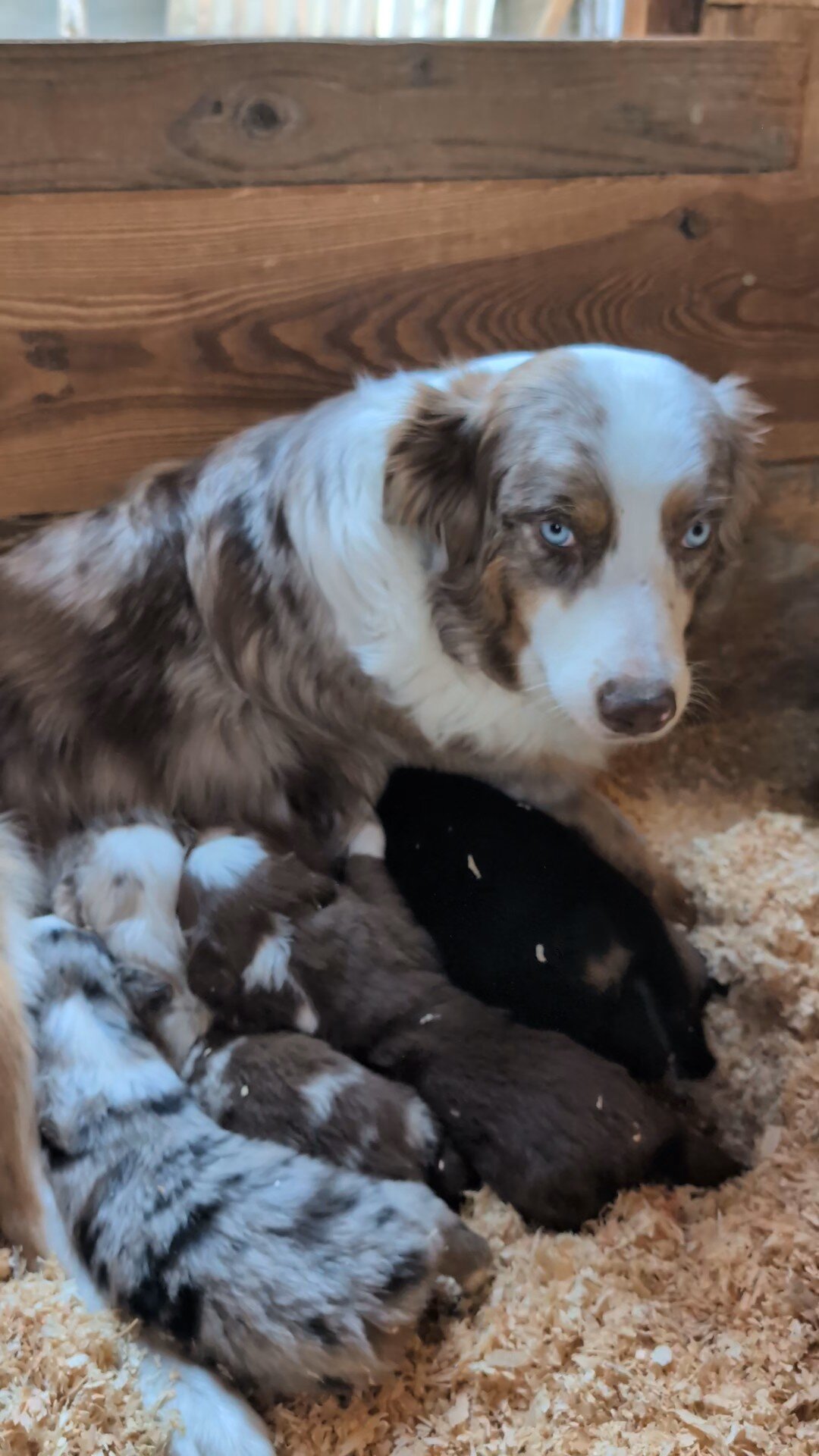Australian Shepherd Puppies image 1