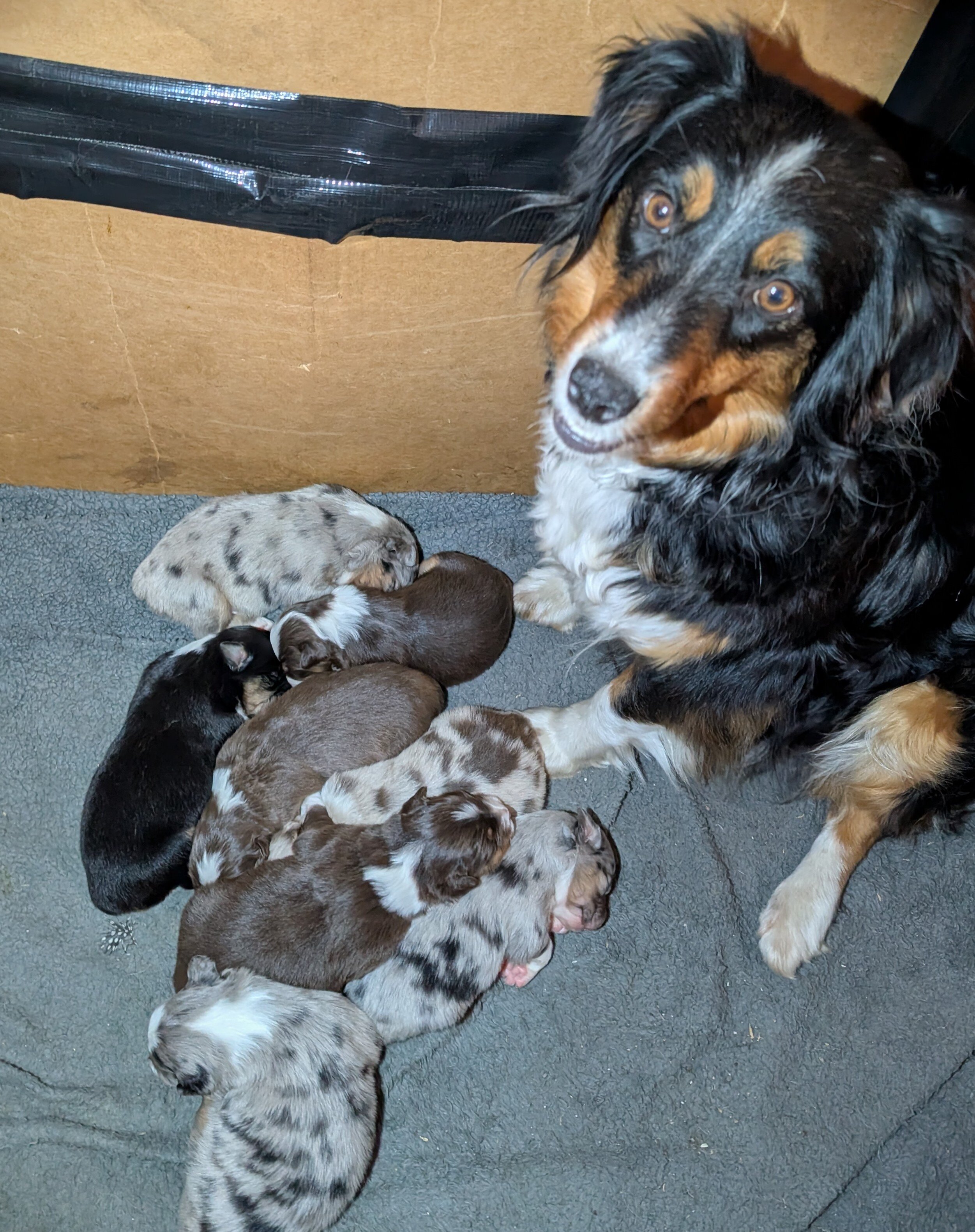 Australian Shepherd Puppies image 2