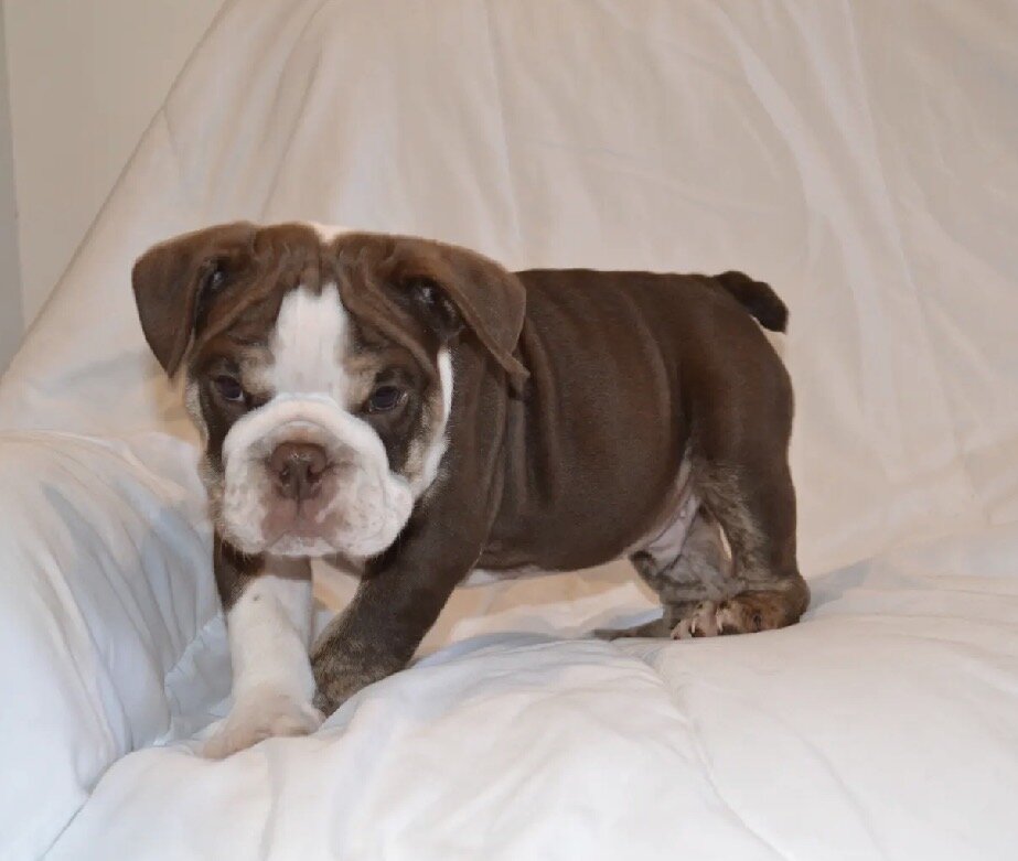 English Bulldog Puppies image 7