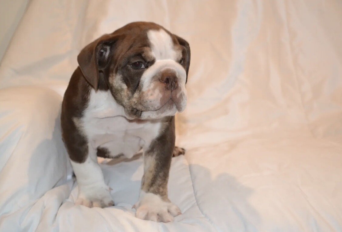 English Bulldog Puppies image 8