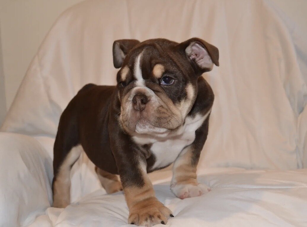 English Bulldog Puppies image 6