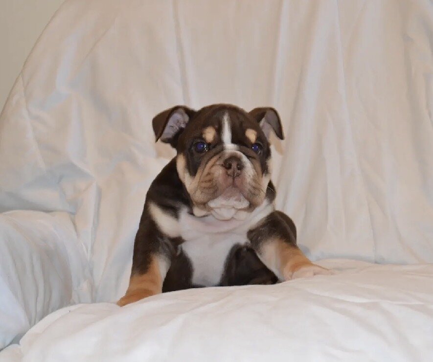 English Bulldog Puppies image 5