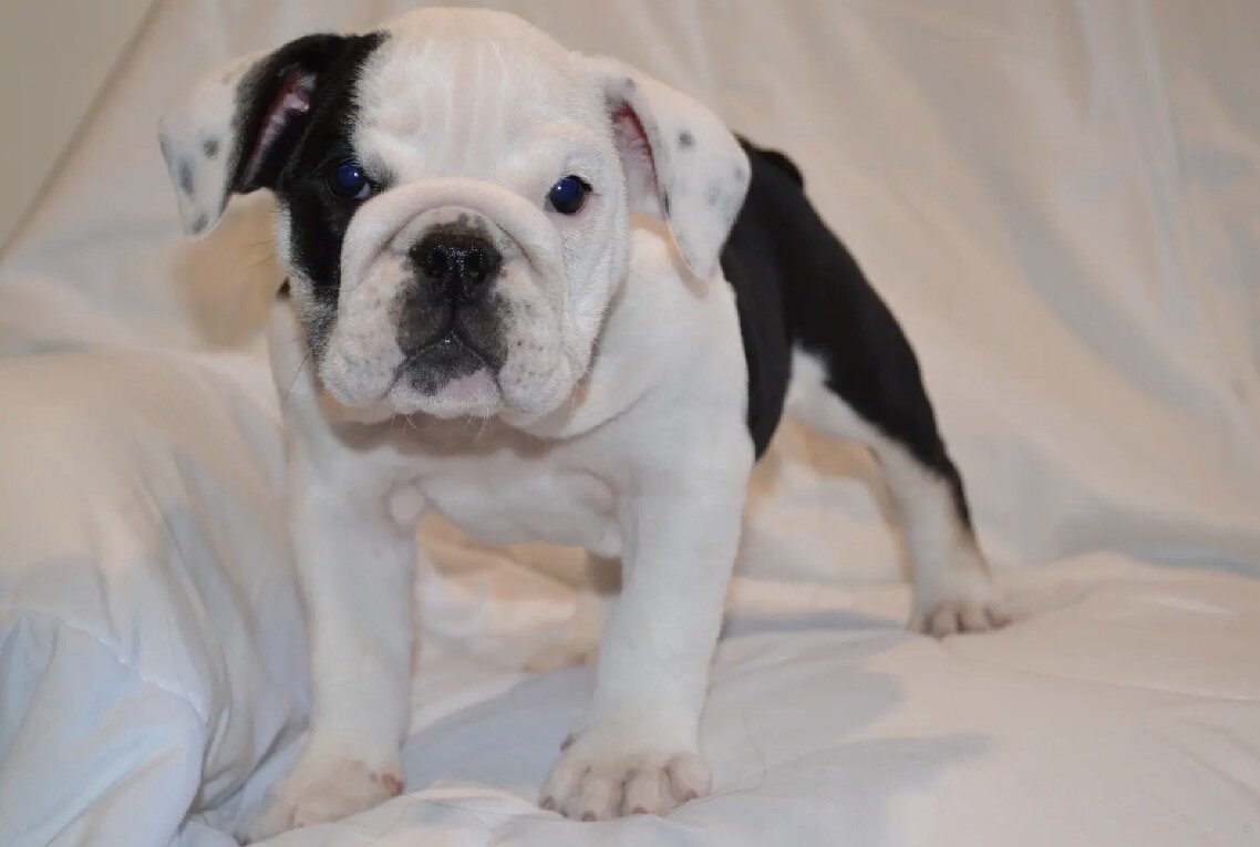 English Bulldog Puppies image 4