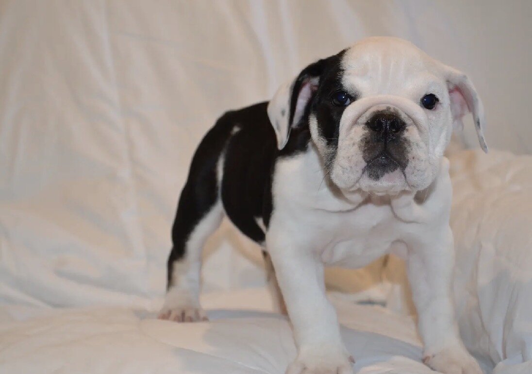 English Bulldog Puppies image 3