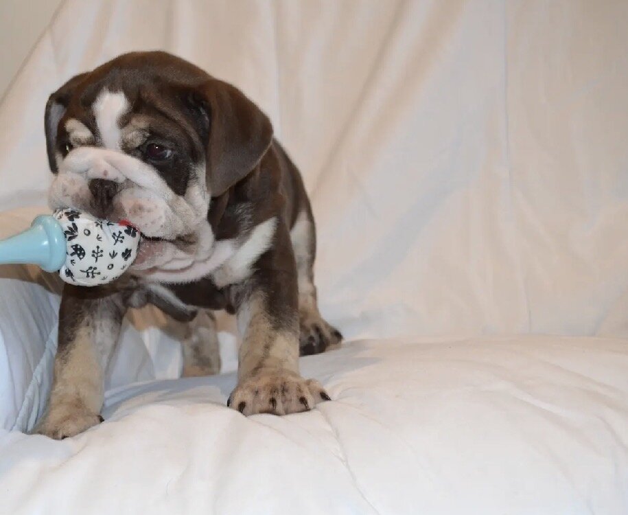 English Bulldog Puppies image 2