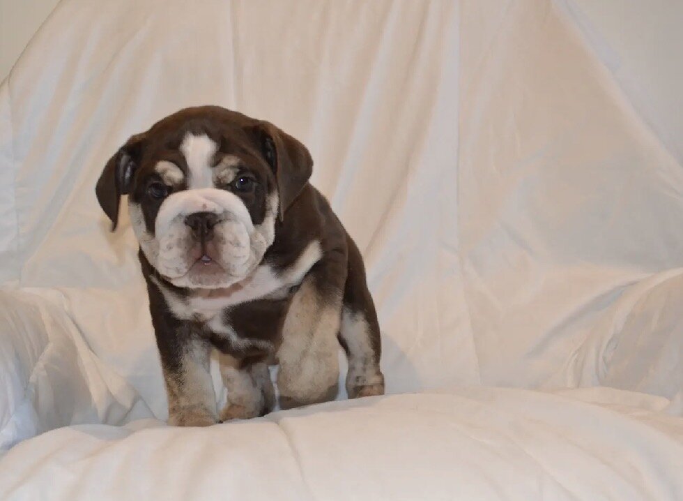 English Bulldog Puppies image 1