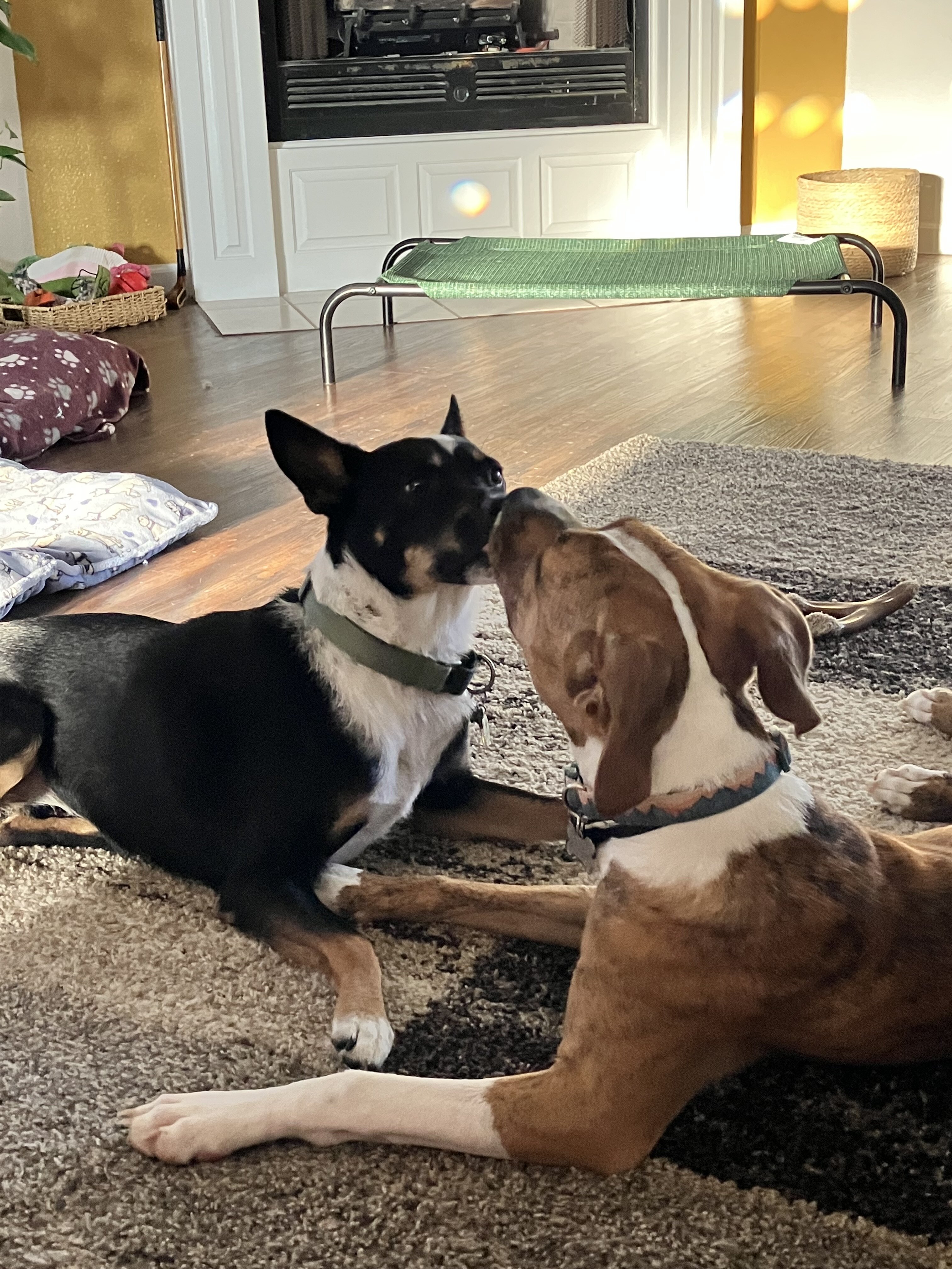 Pit/bulldog mix image 2