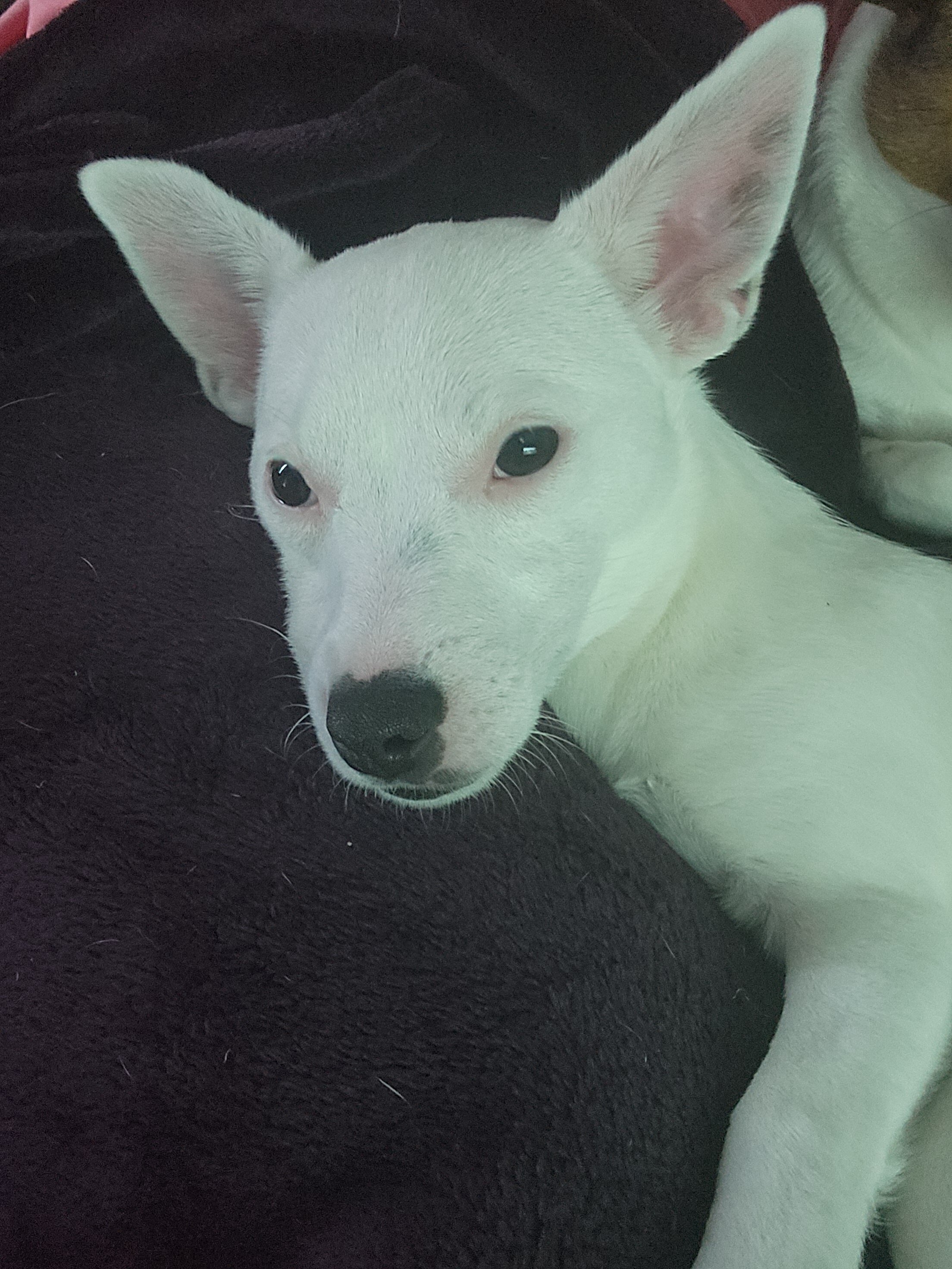 Purebred Female Jack Russell Terrier image 4