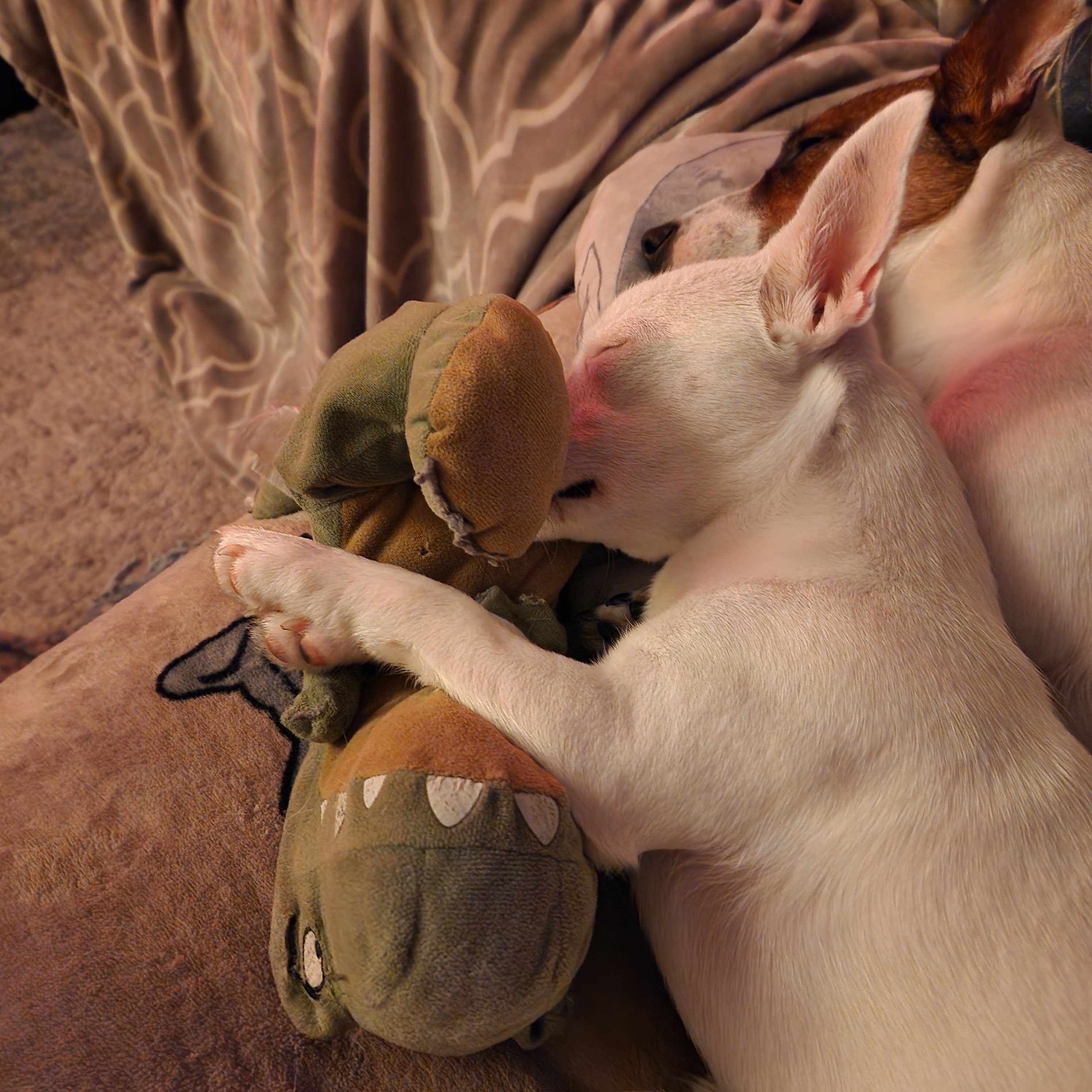 Purebred Female Jack Russell Terrier image 3
