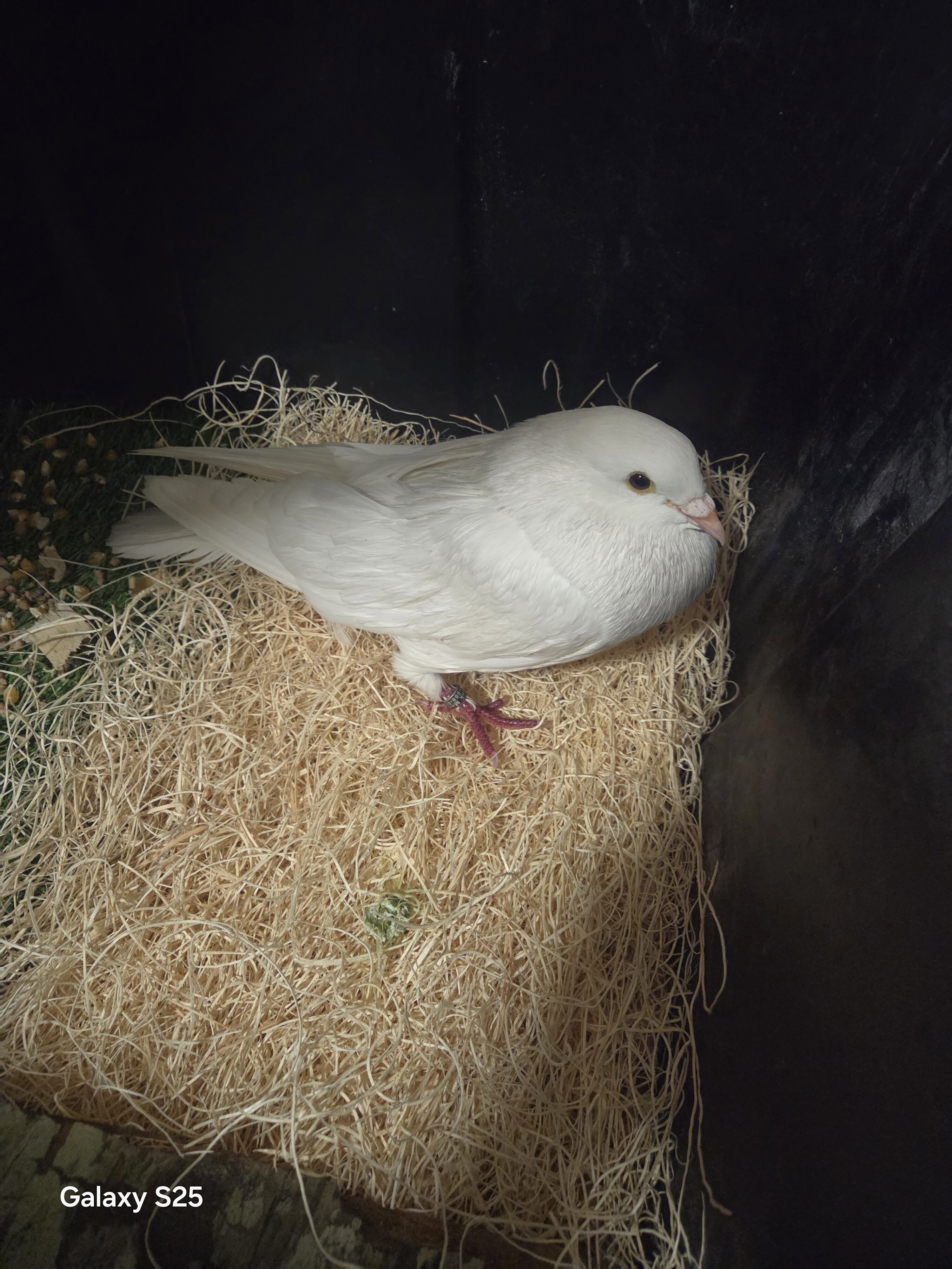 White pigeon mixed image 1