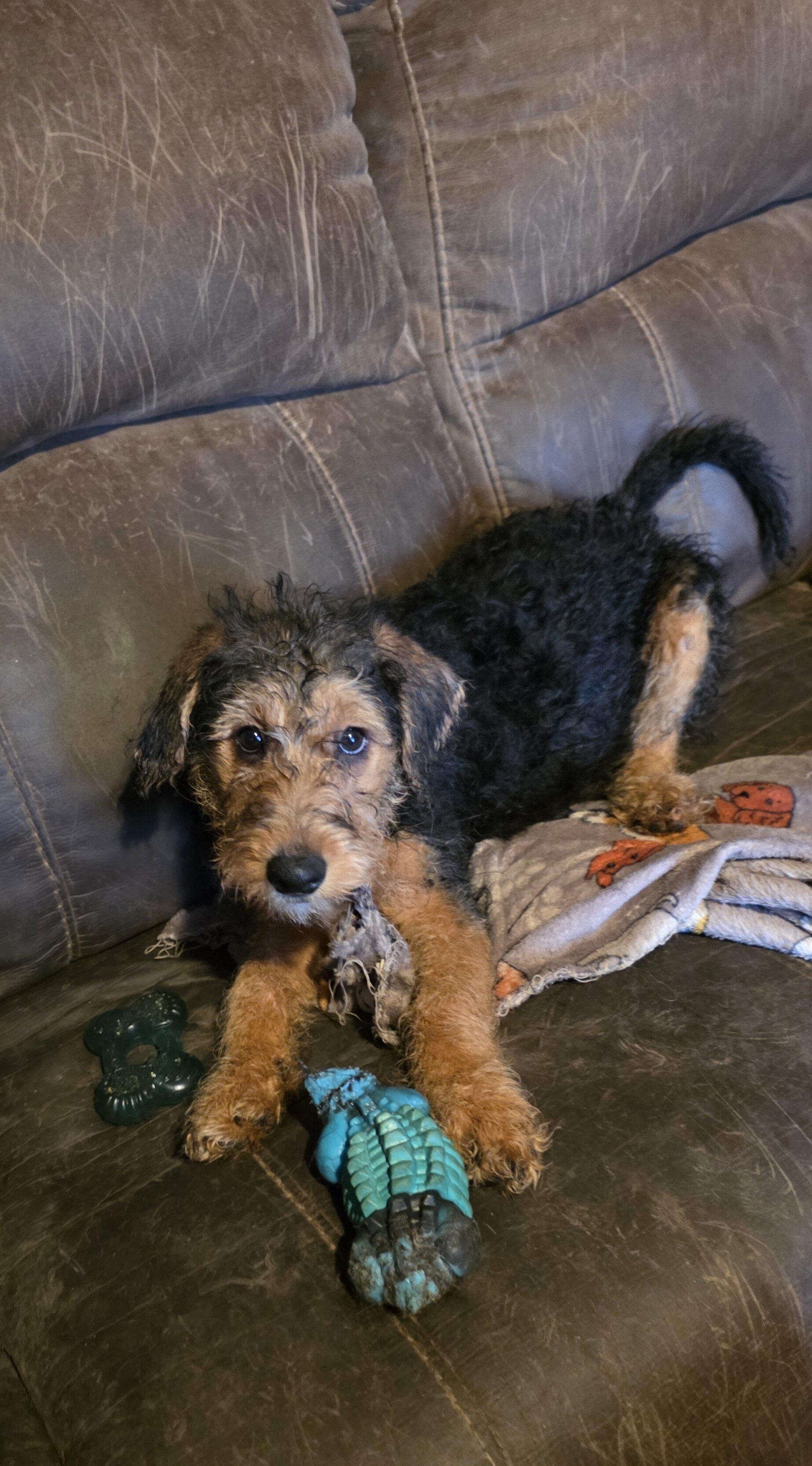 Mini Bernadoodle/Airedoodle Puppies image 3