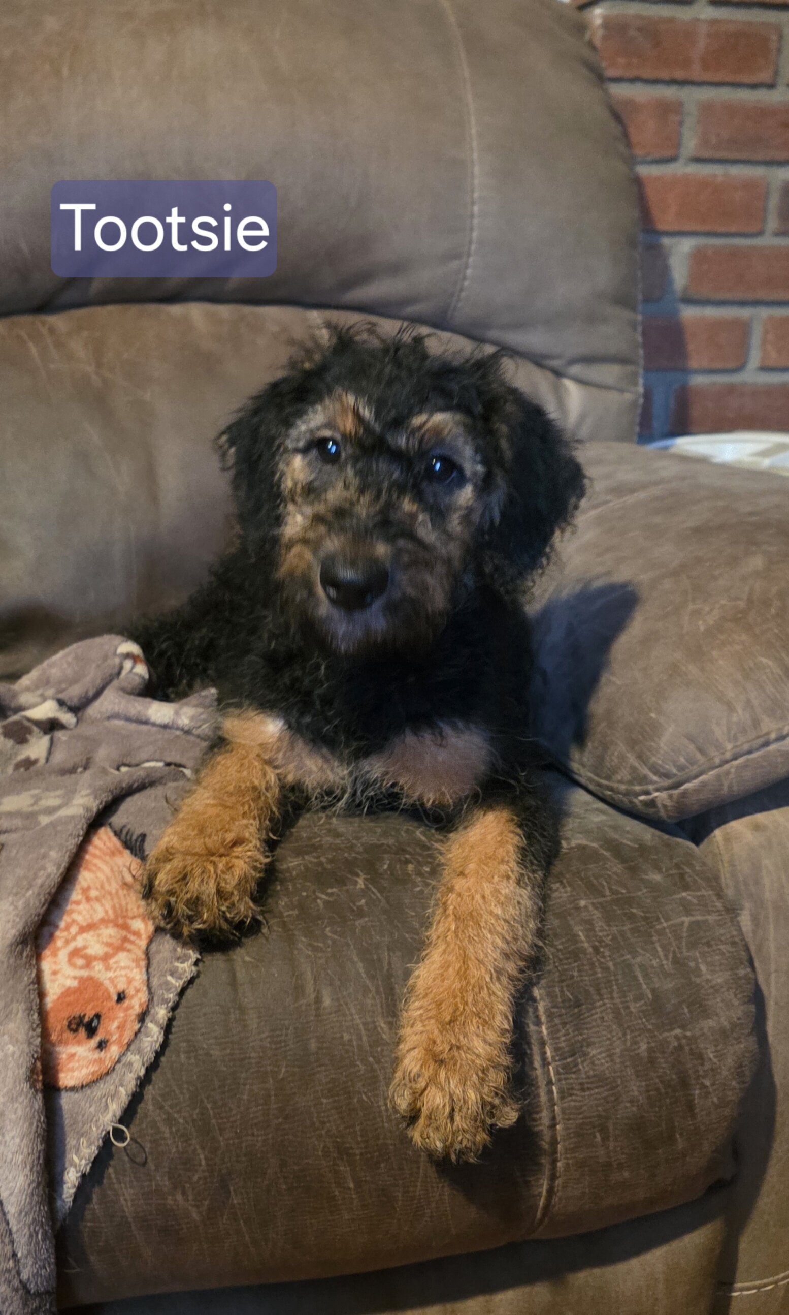 Mini Bernadoodle/Airedoodle Puppies image 5