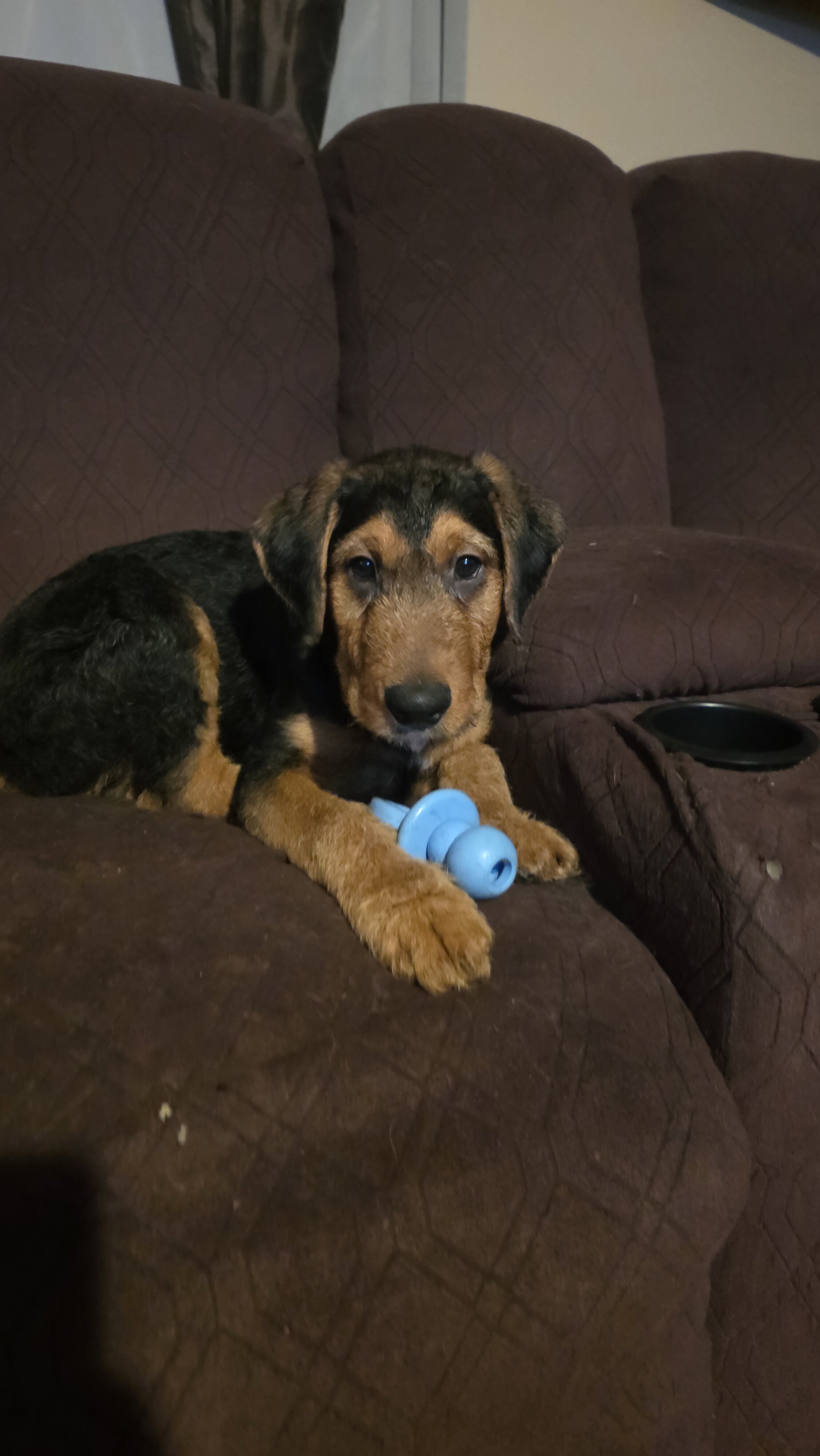 Mini Bernadoodle/Airedoodle Puppies image 2
